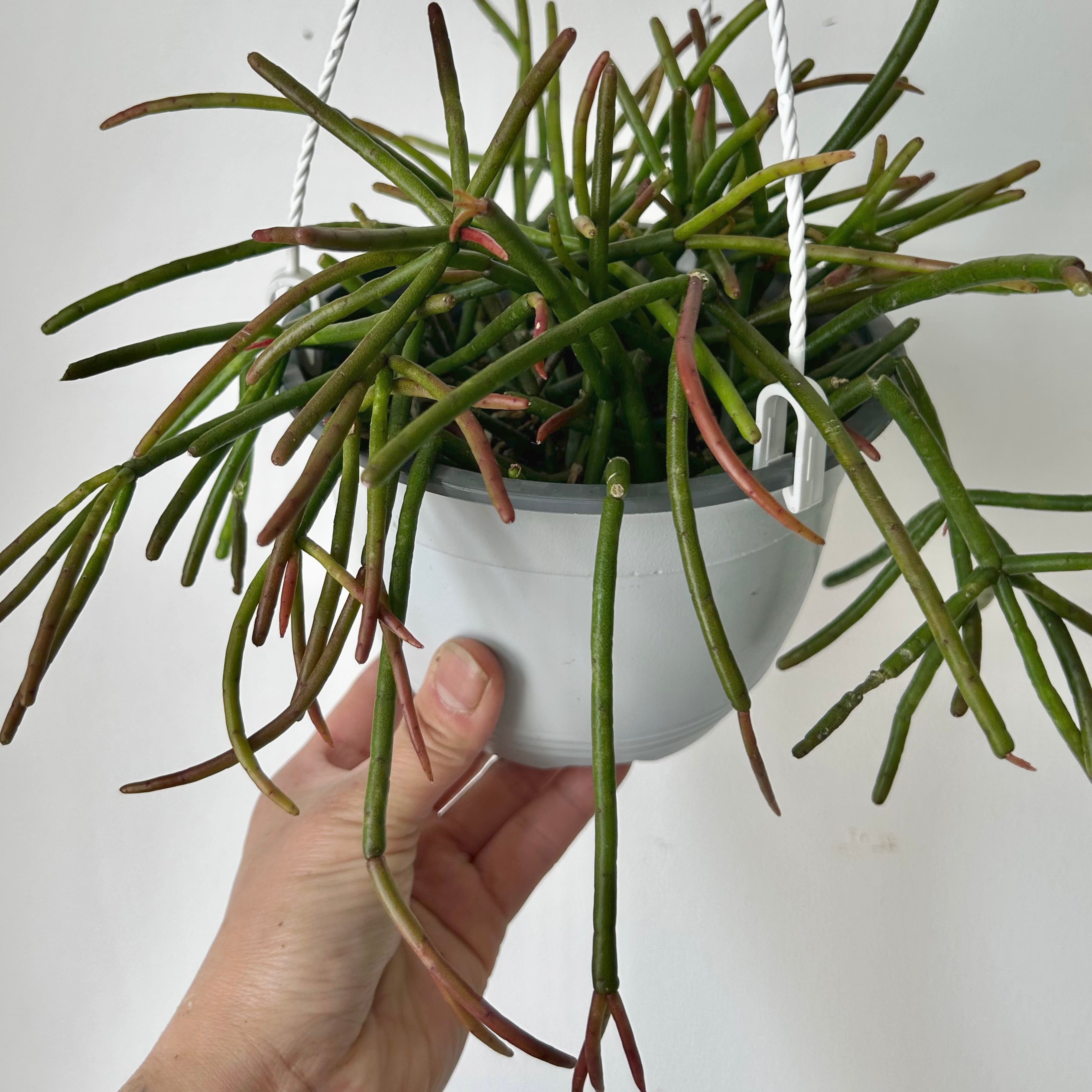 Rhipsalis baccifera mauritiana 6”hanging basket