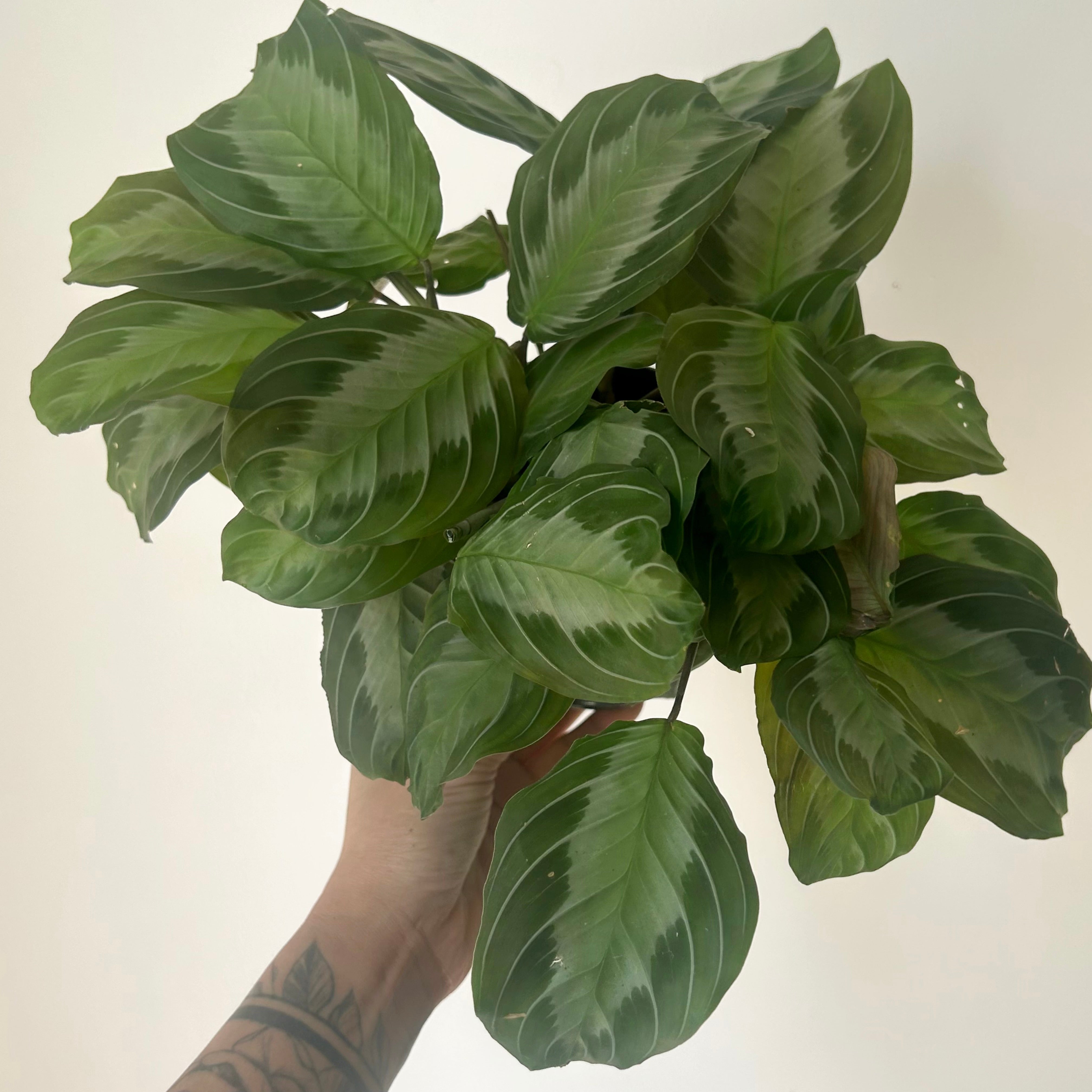 Maranta Leuconeura “Silver Band” 4” pot