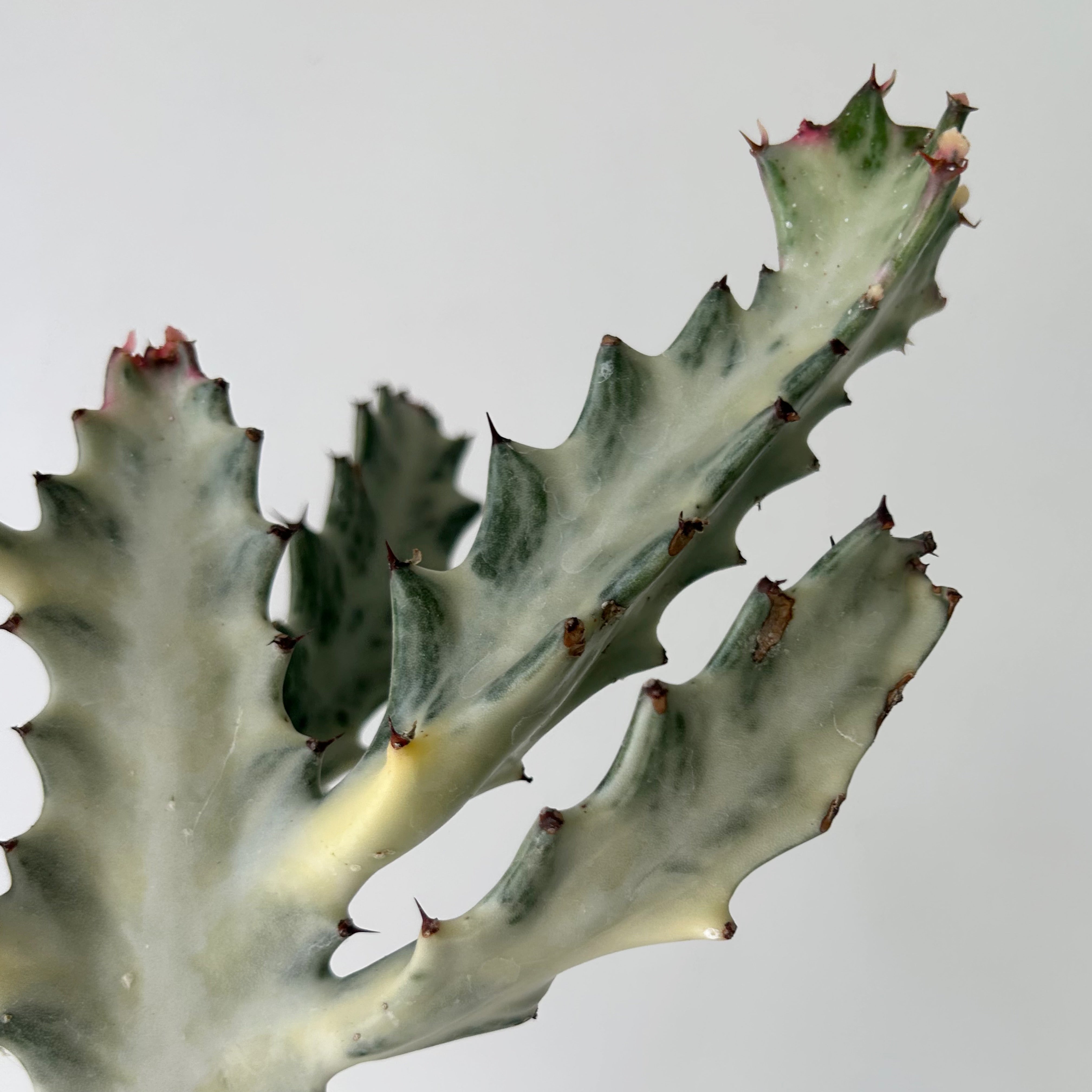 Euphorbia Lactea “White Ghost” approximately 18 inches tall in 5” pot