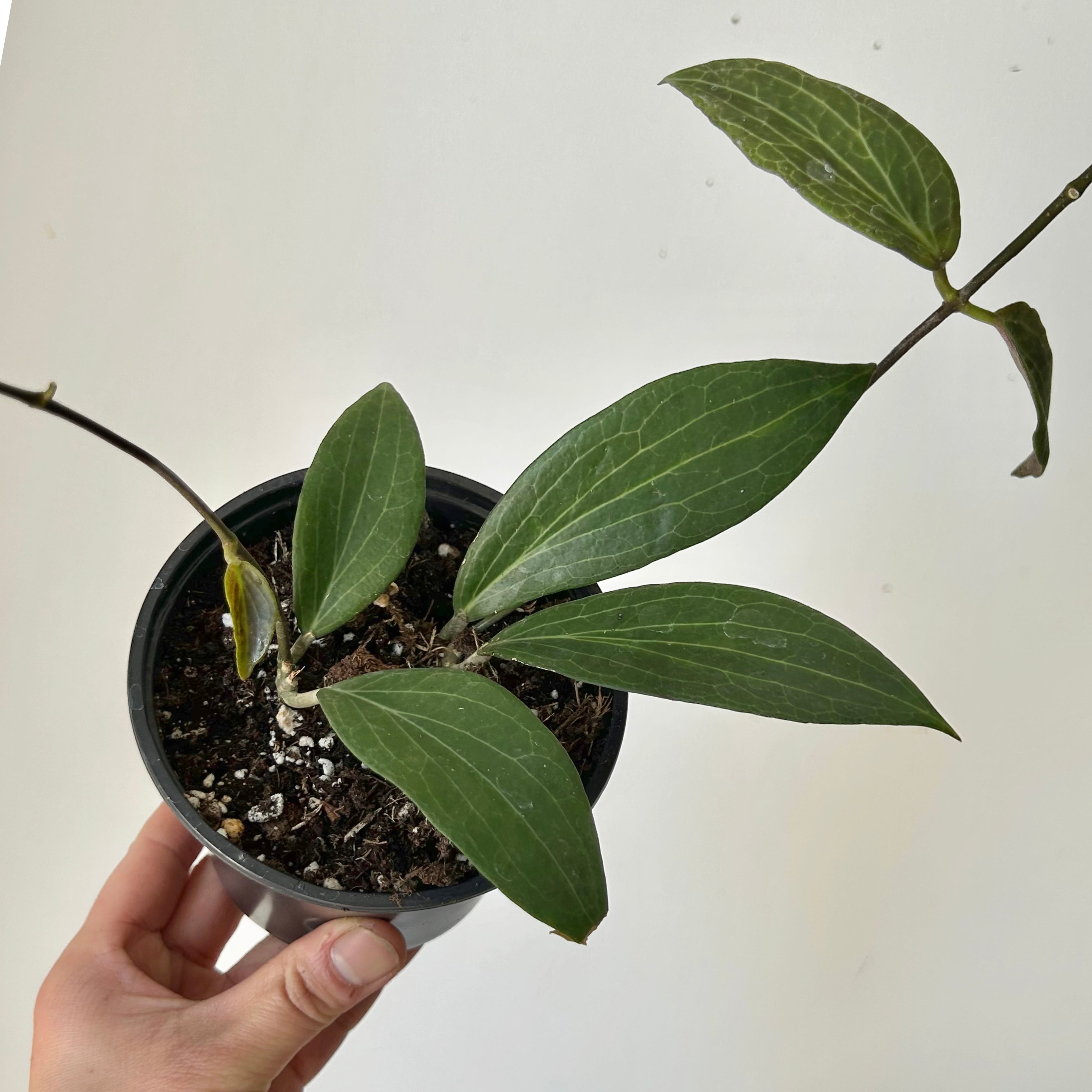 Hoya pottsii 4” pot