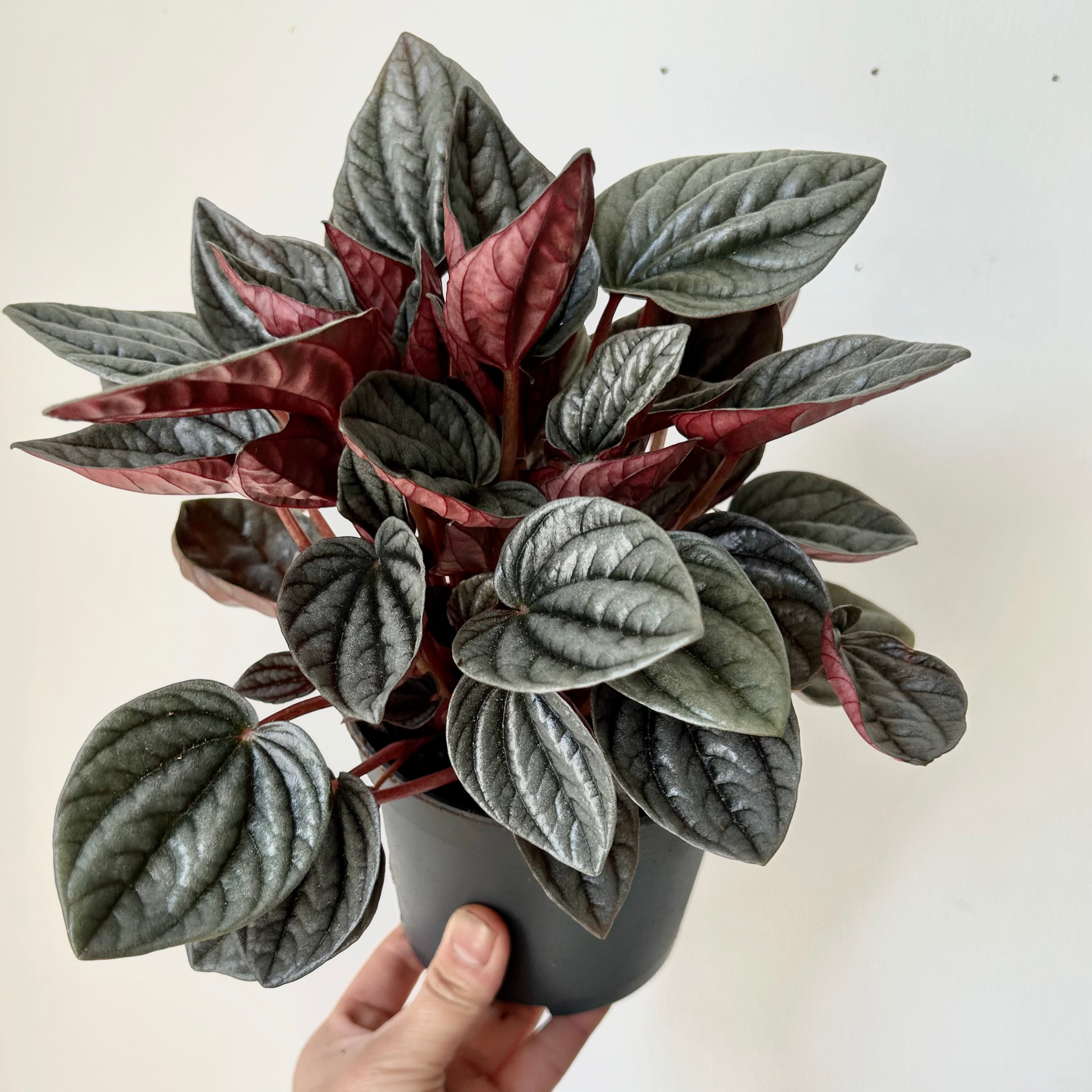 Peperomia caperata “Montevideo” 5” pot
