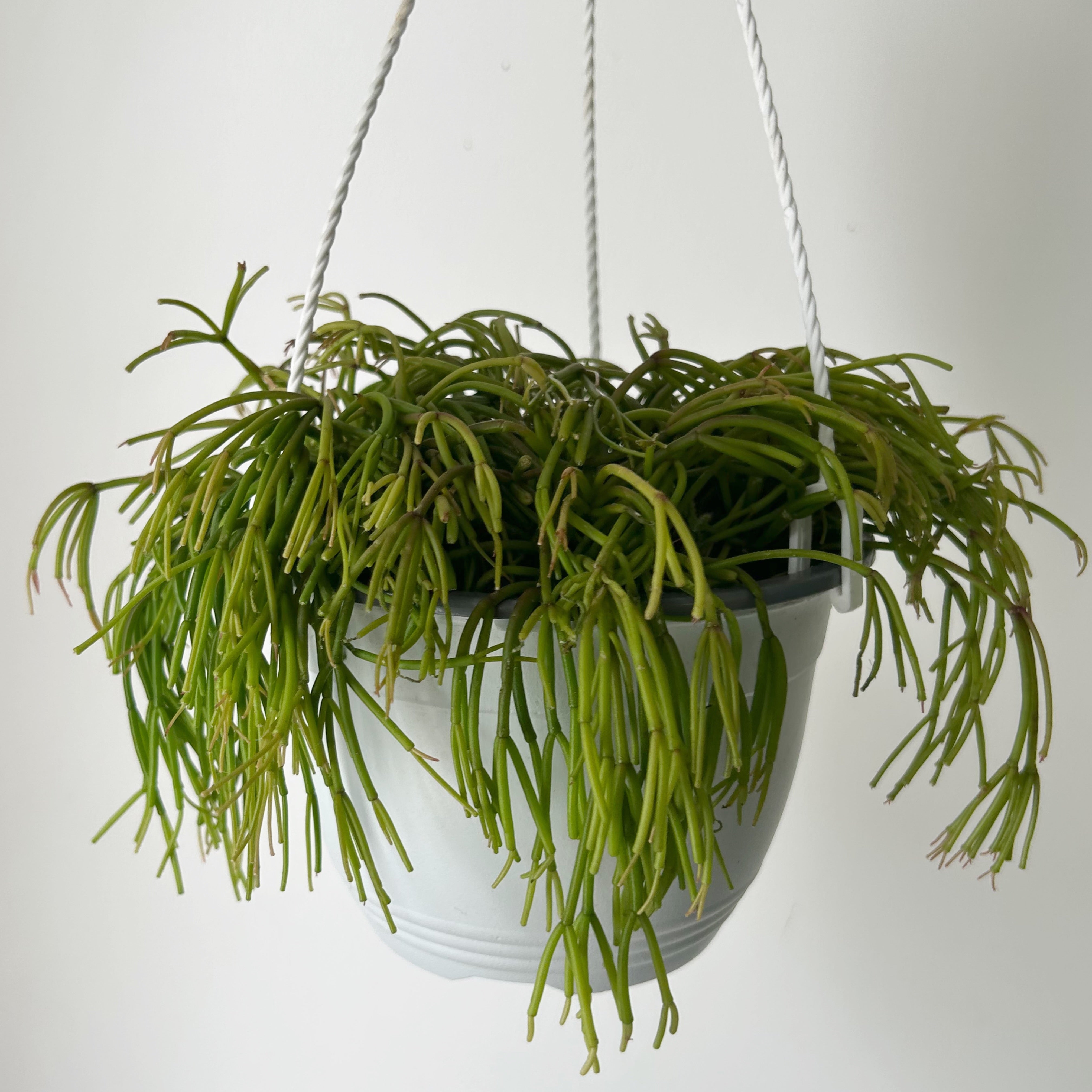 Rhipsalis cassutha 6” hanging basket