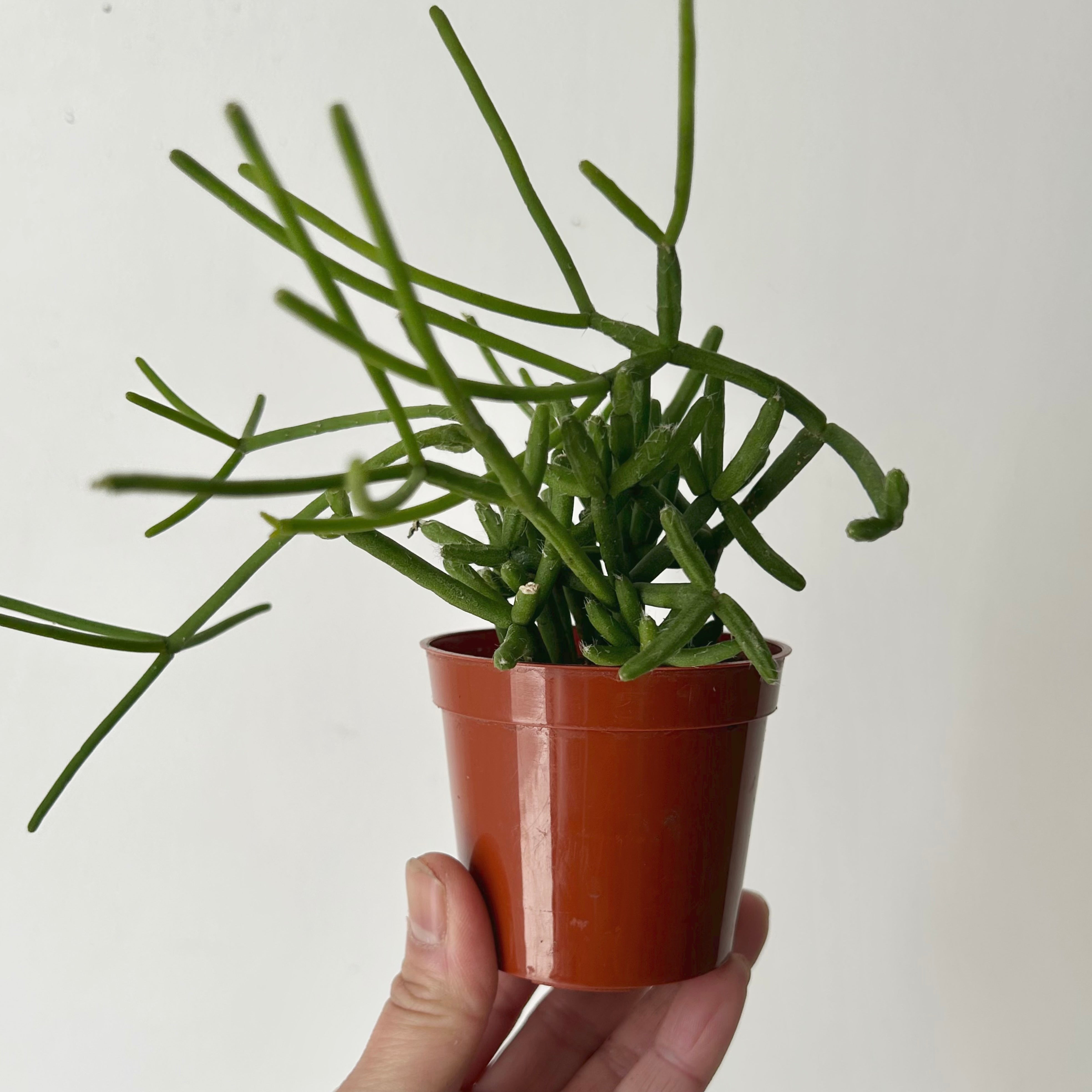 Rhipsalis heteroclada 3”pot