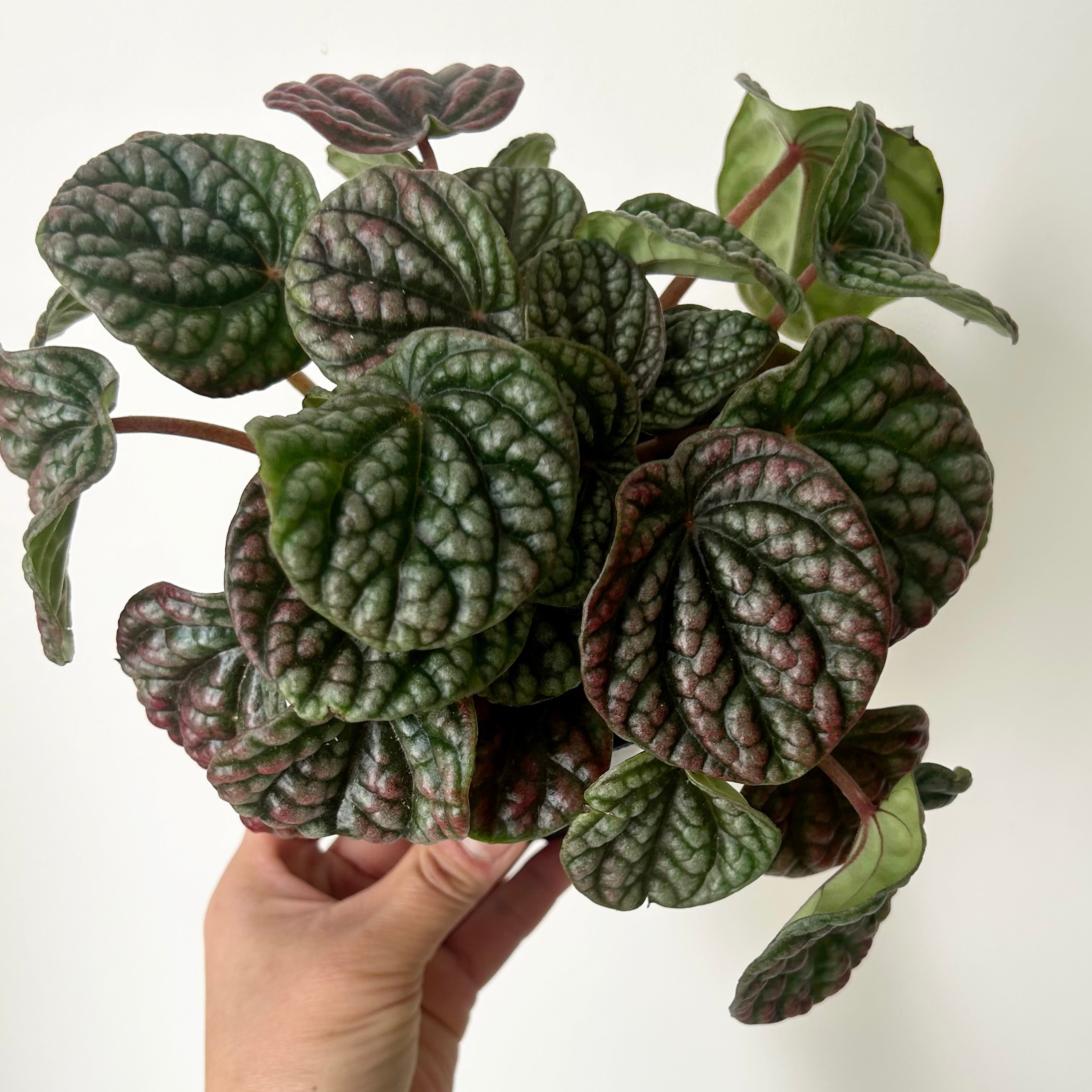 Peperomia caperata “Burbella” 4” pot