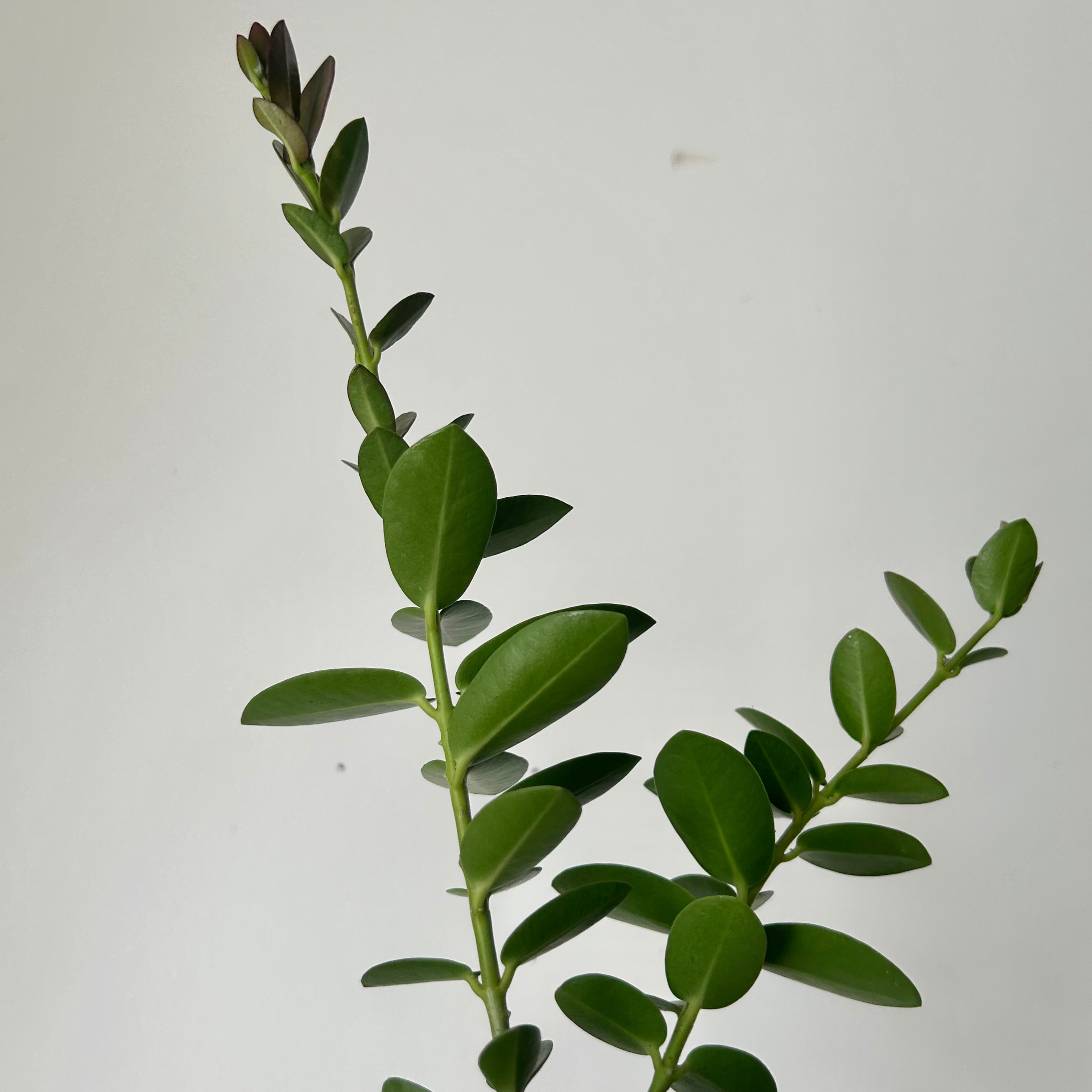 Hoya cumingiana 2.5” pot