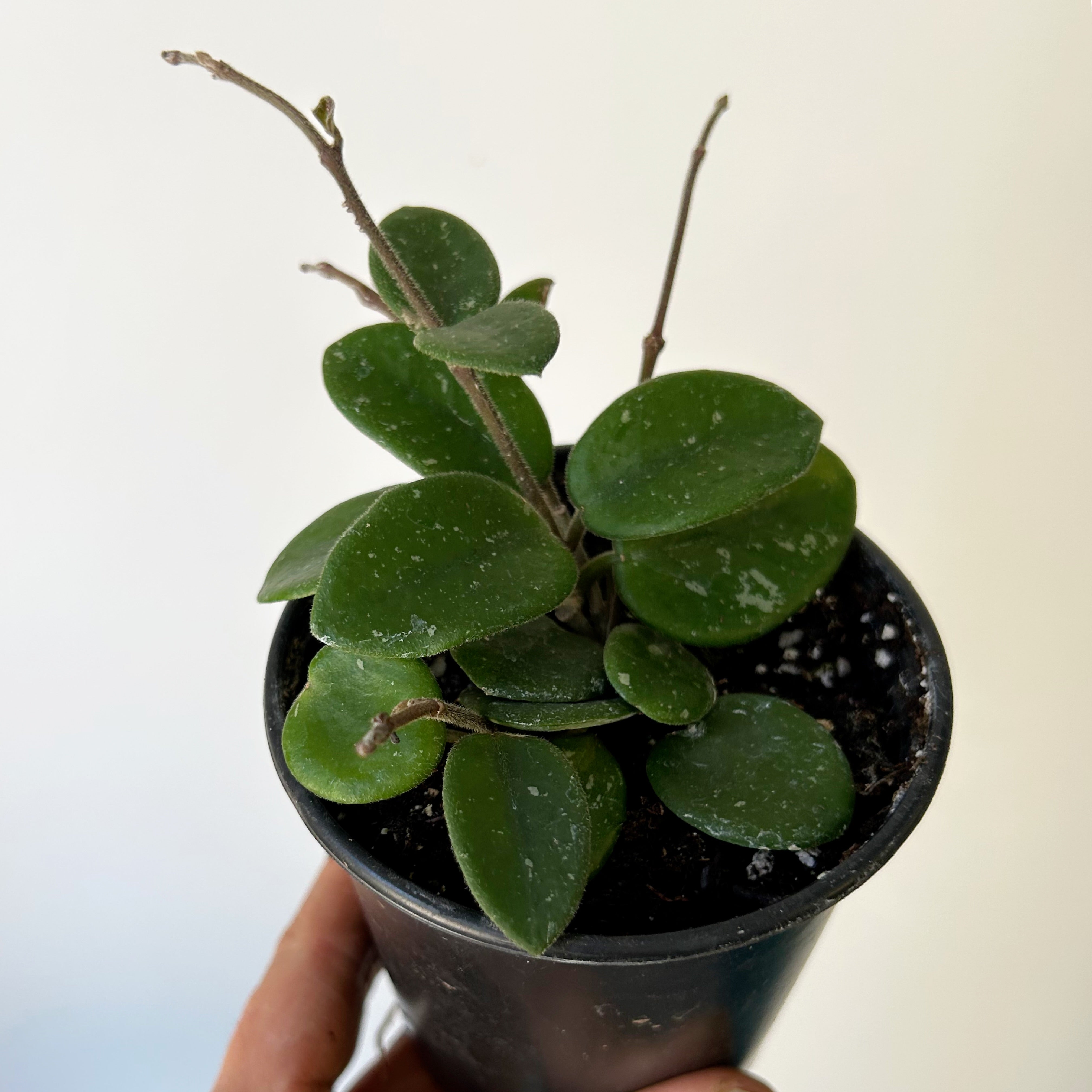 Hoya Mathilde 3.5”pot