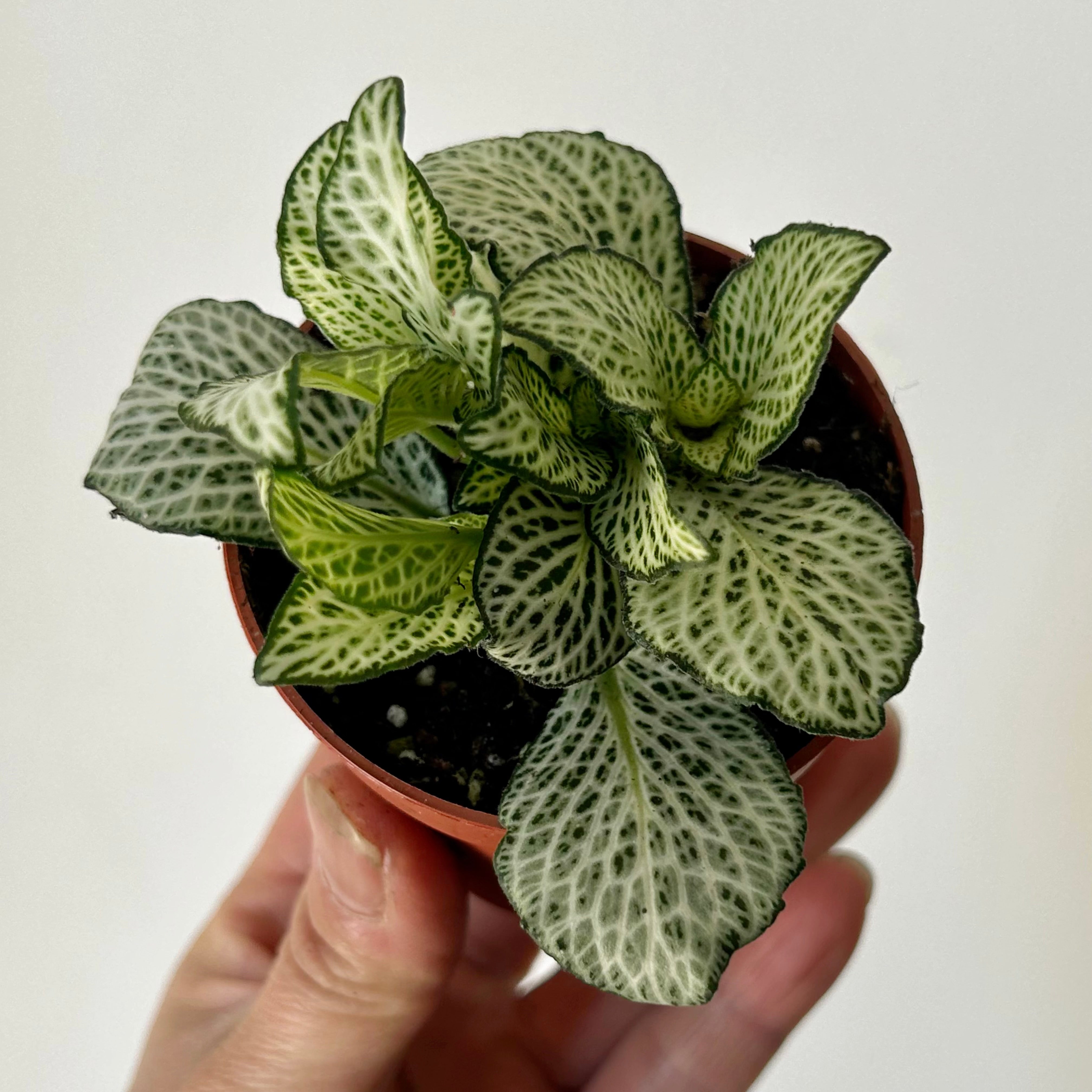Nerve Plant (Fittonia) 2.75”pot