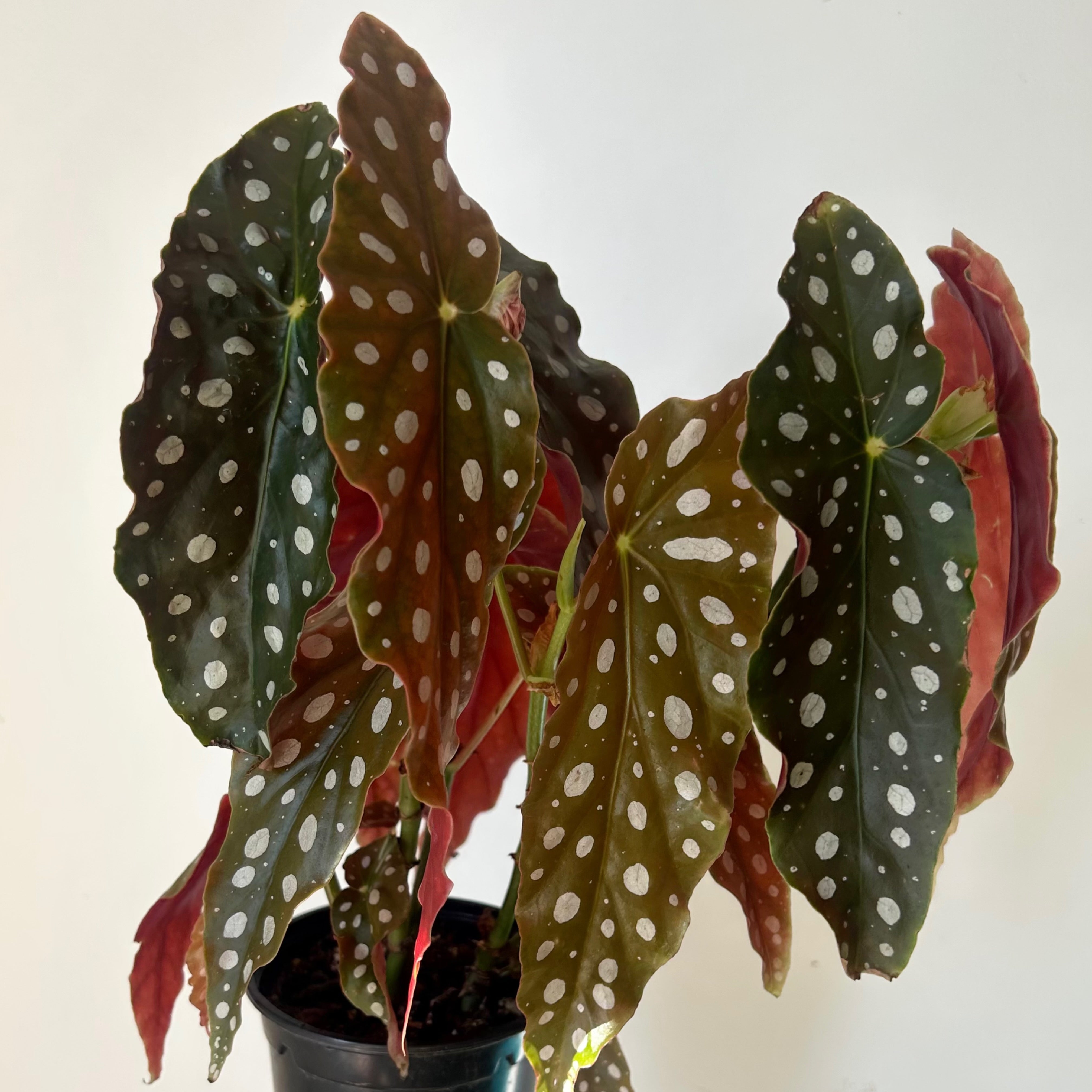 Polka Dot Begonia (maculata) 4" pot