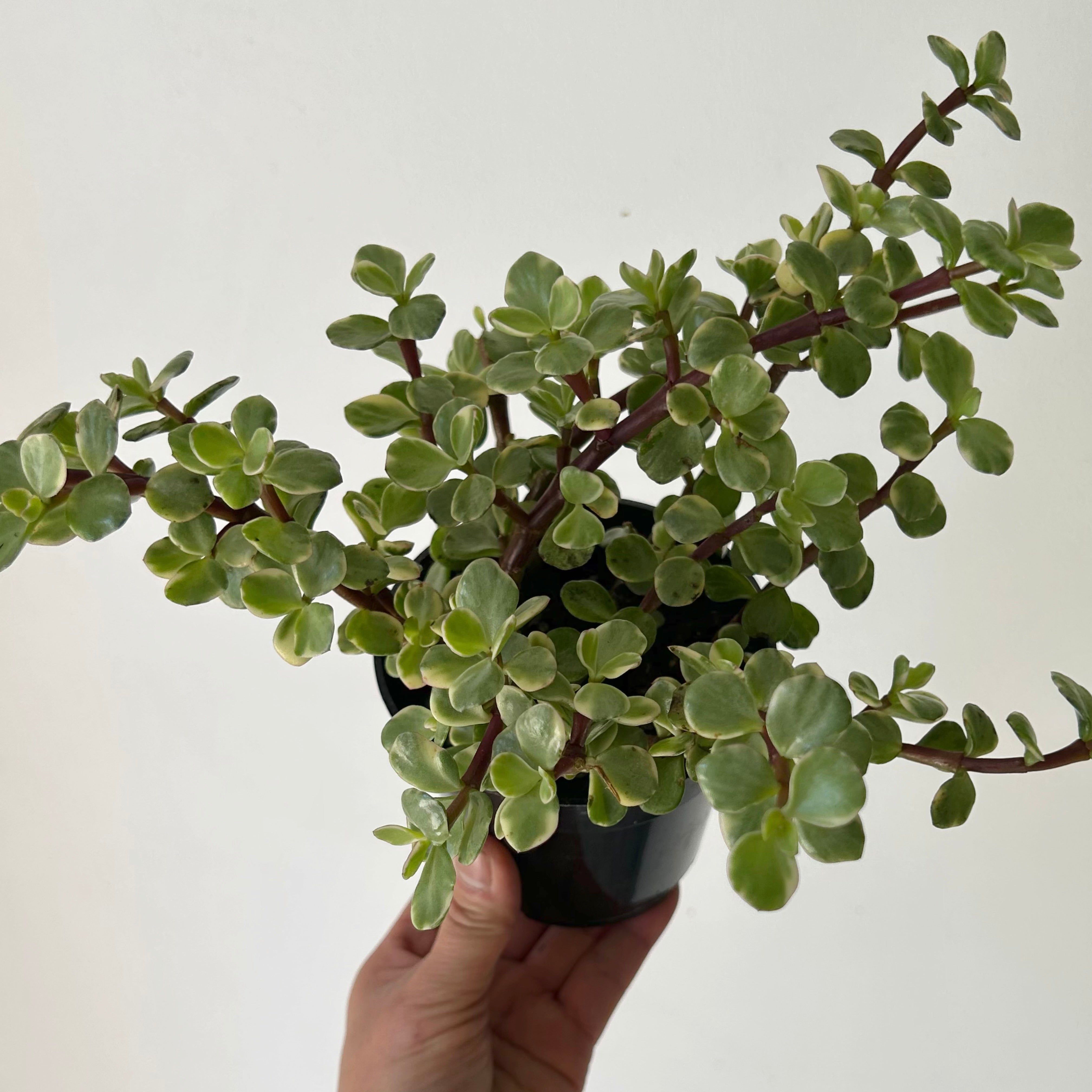Variegated Elephant Bush Succulent (Portulacaria Afra) 4" pot