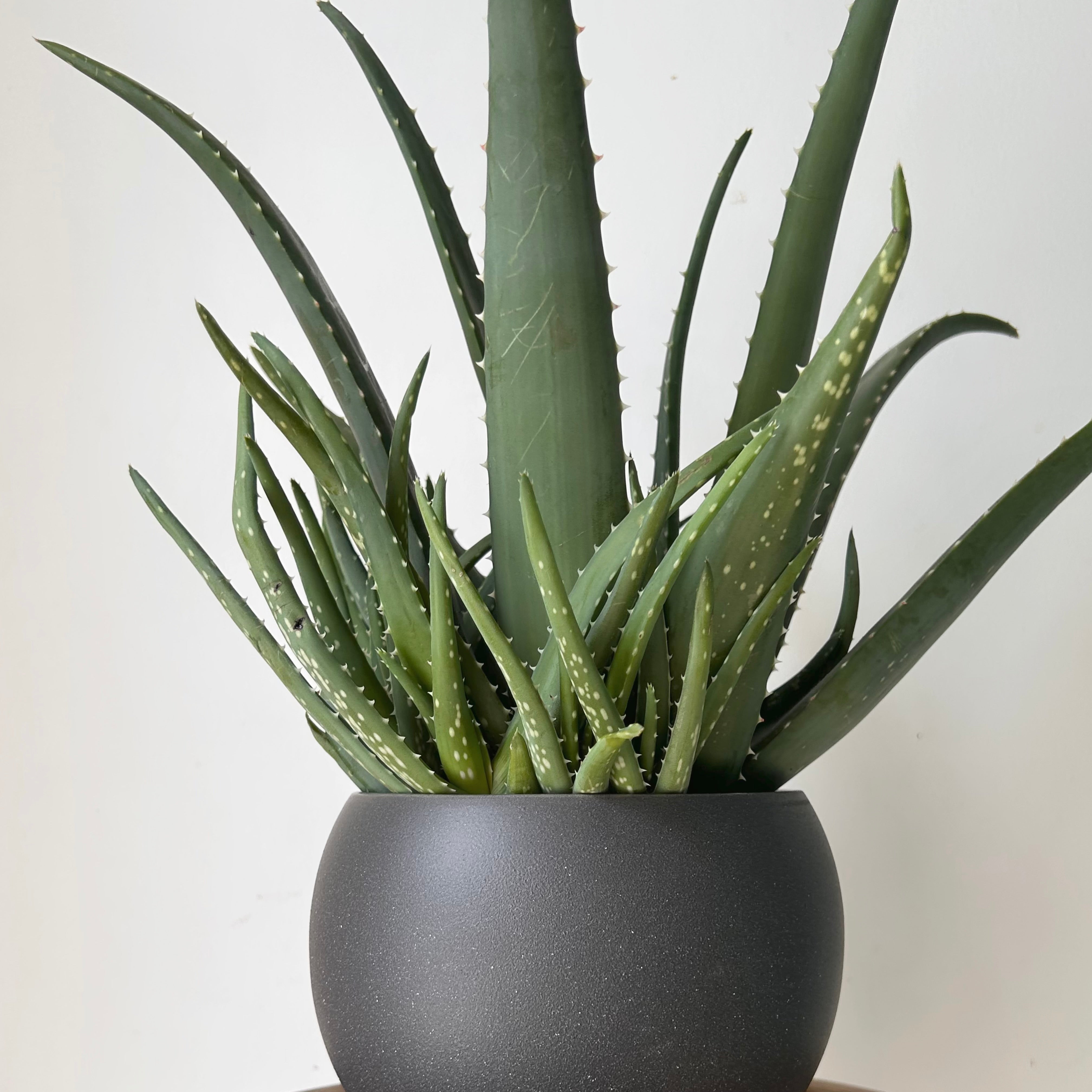 Aloe medivera 5”pot