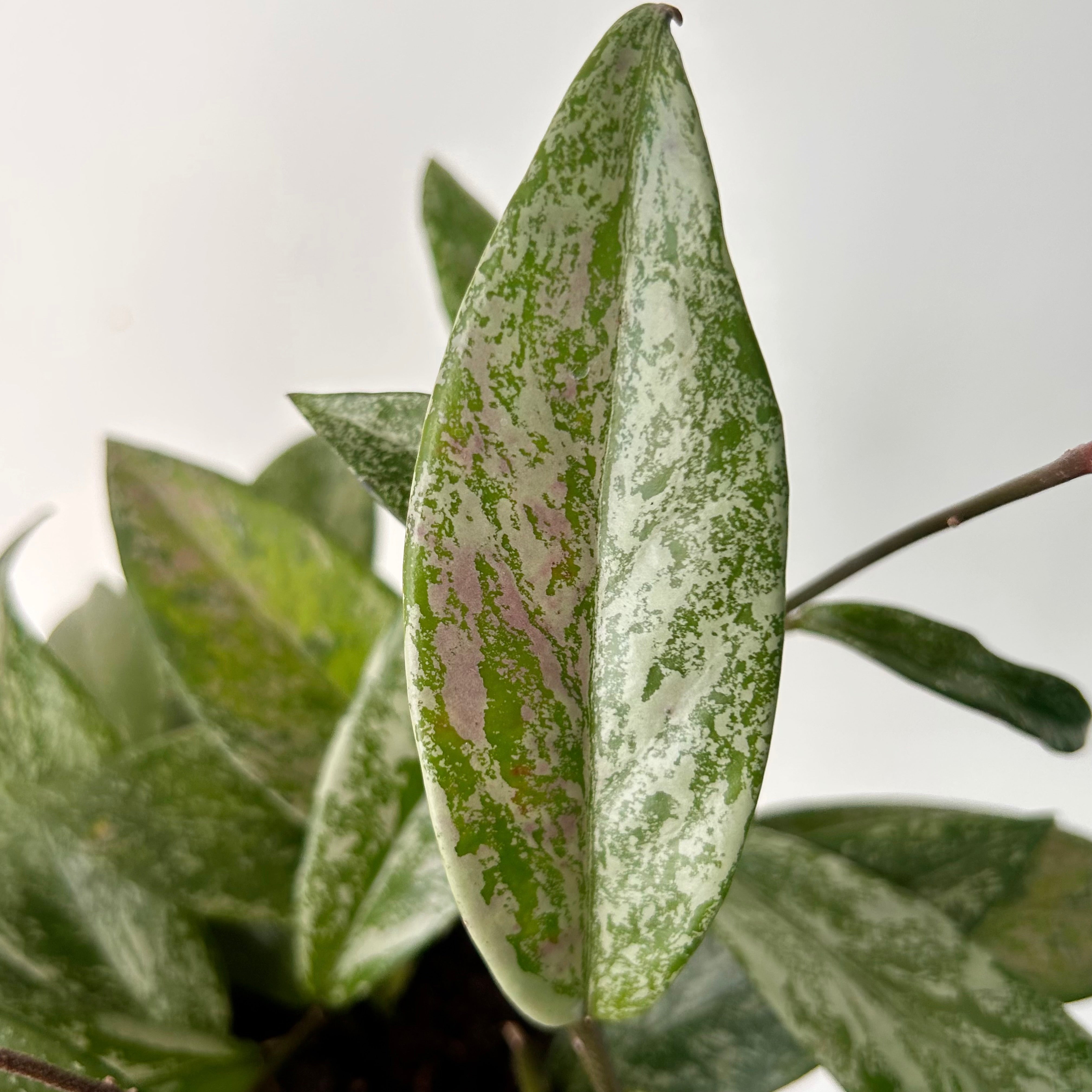 Hoya pubicalyx “Splash” 5” pot