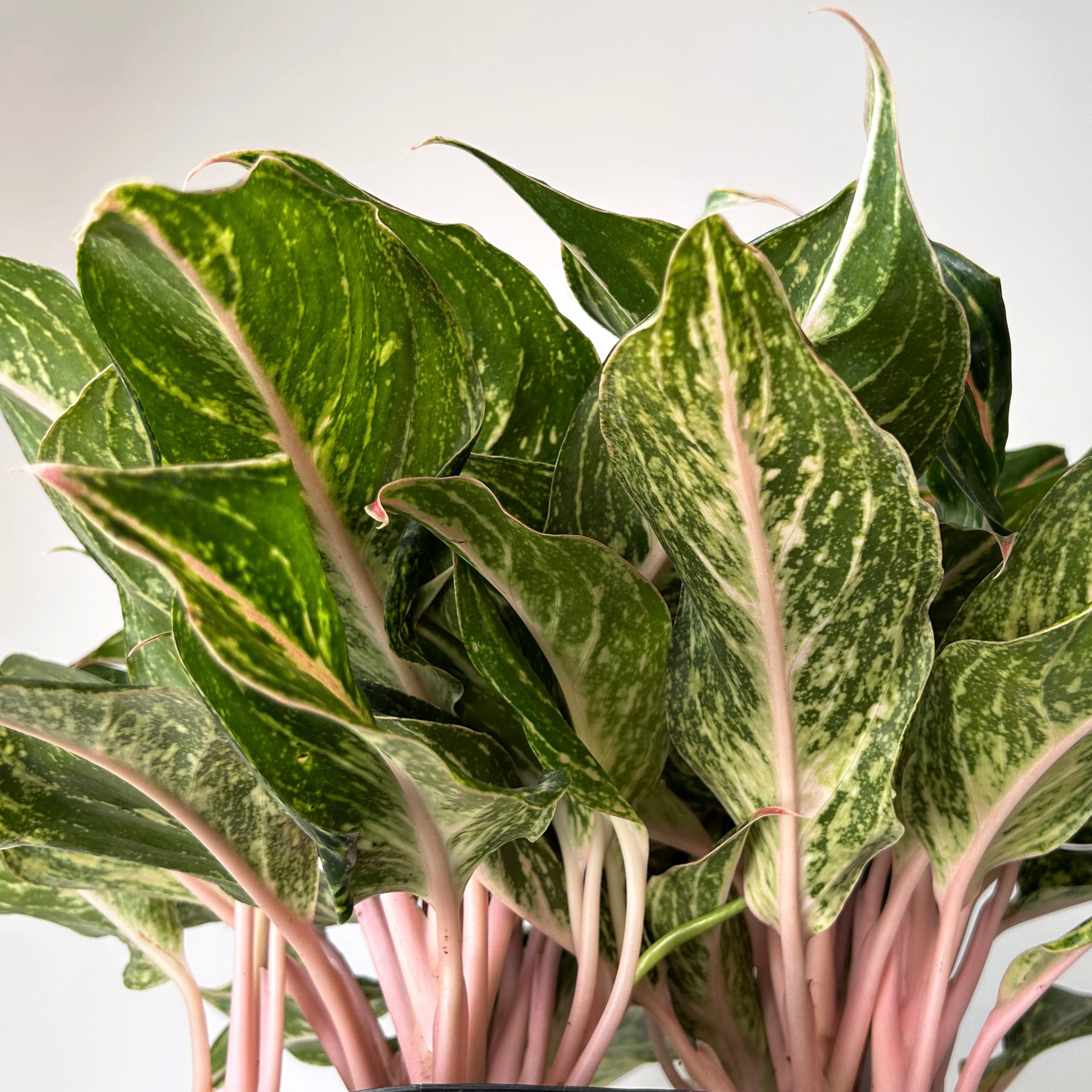 Aglaonema “Sparkling Sarah” 10”pot