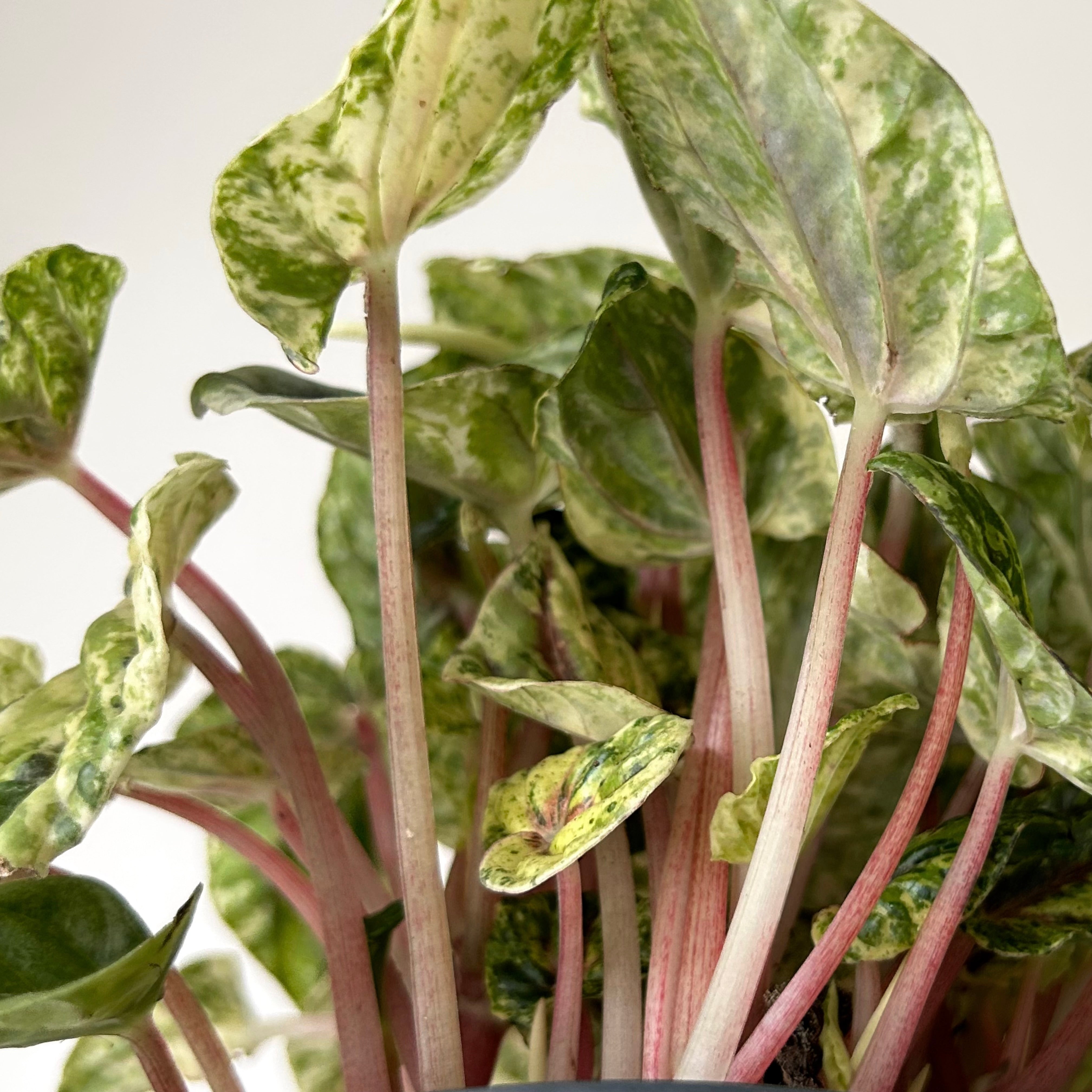 Variegated Peperomia Caperata “Buenos Aires” 5”pot