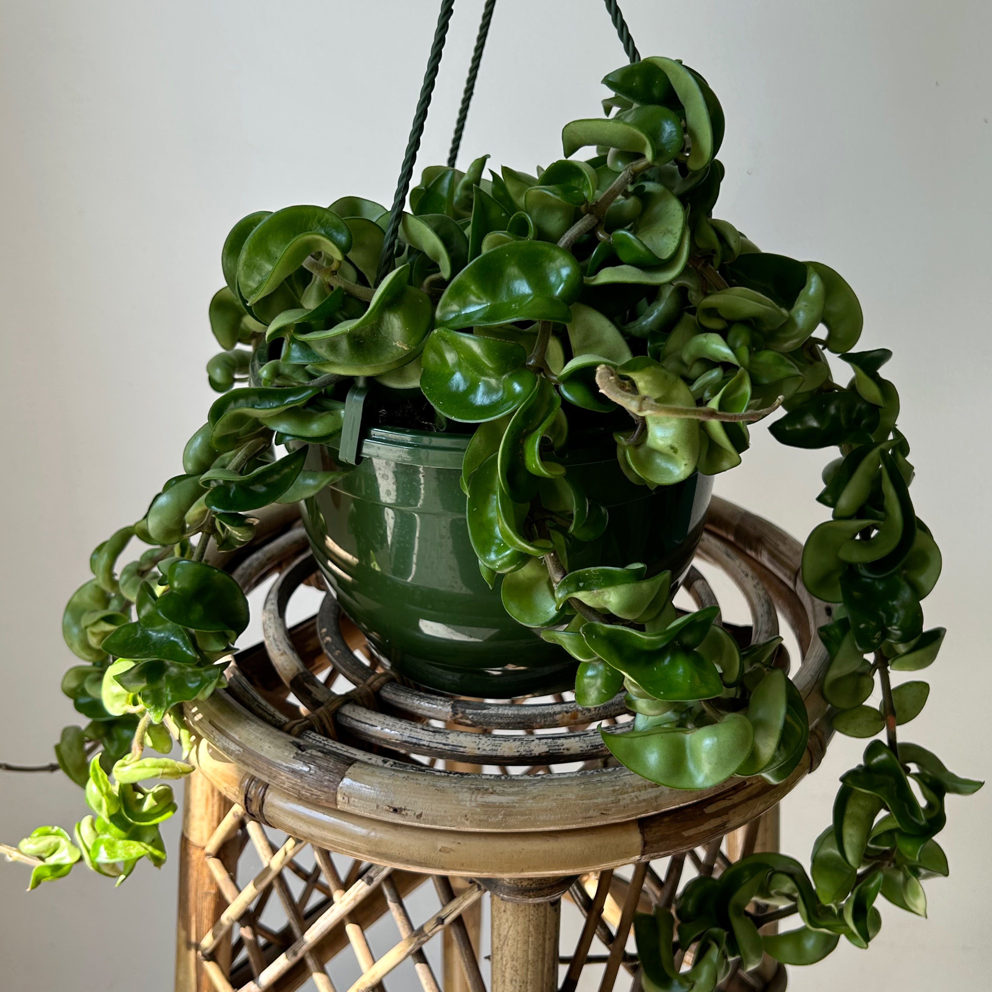 Rope Hoya (Carnosa compacta) 8”hanging basket
