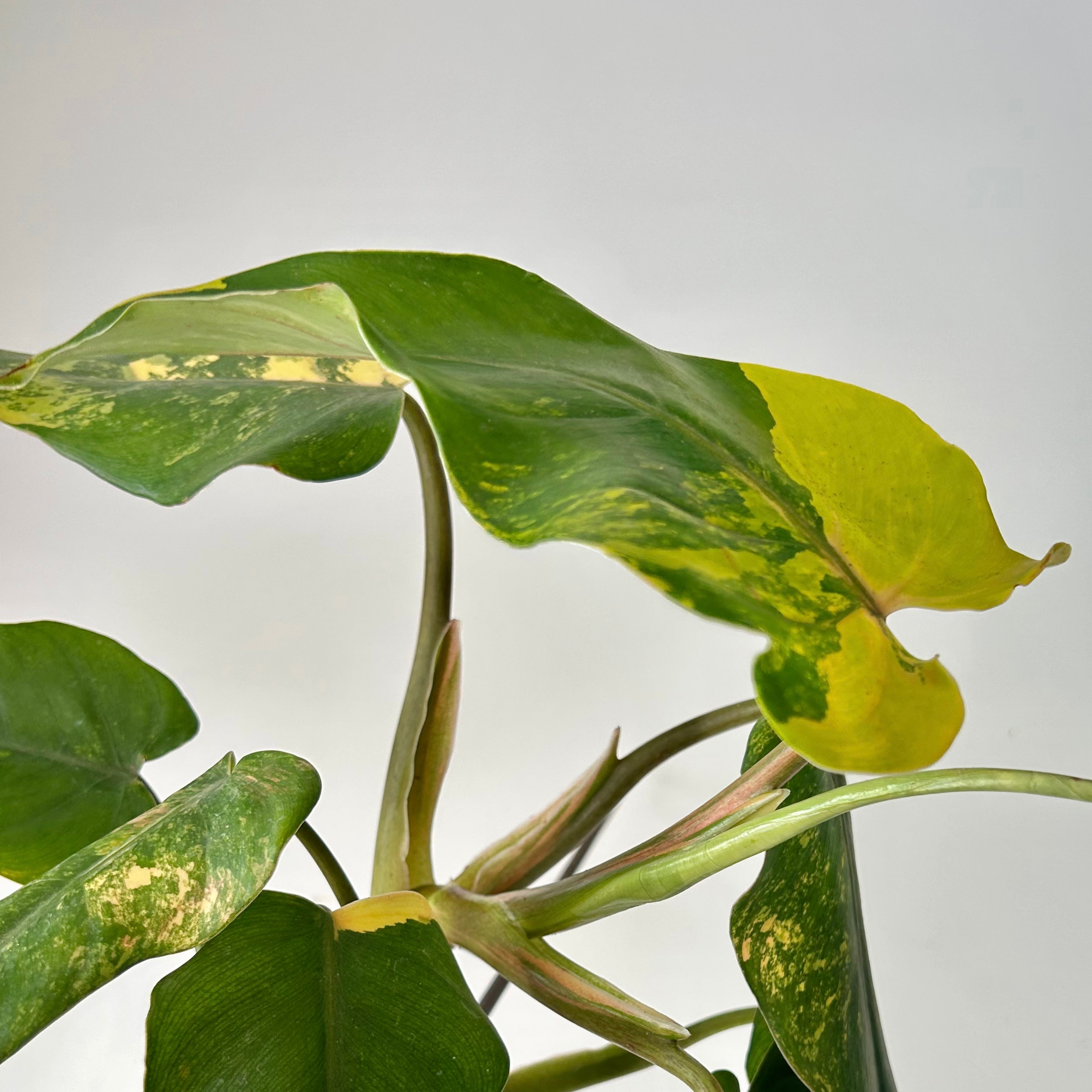 Variegated Philodendron domesticum 4” pot