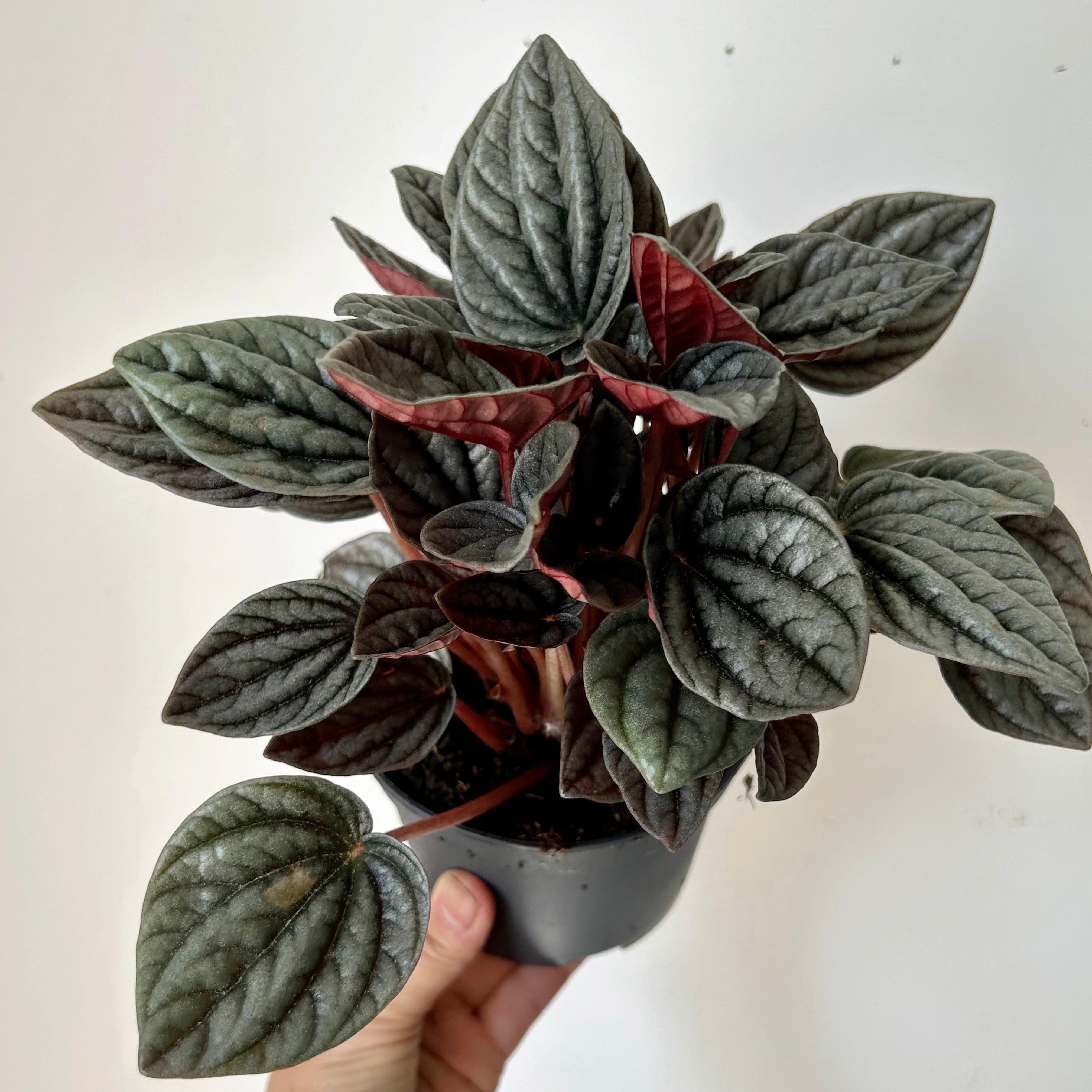 Peperomia caperata “Montevideo” 5” pot