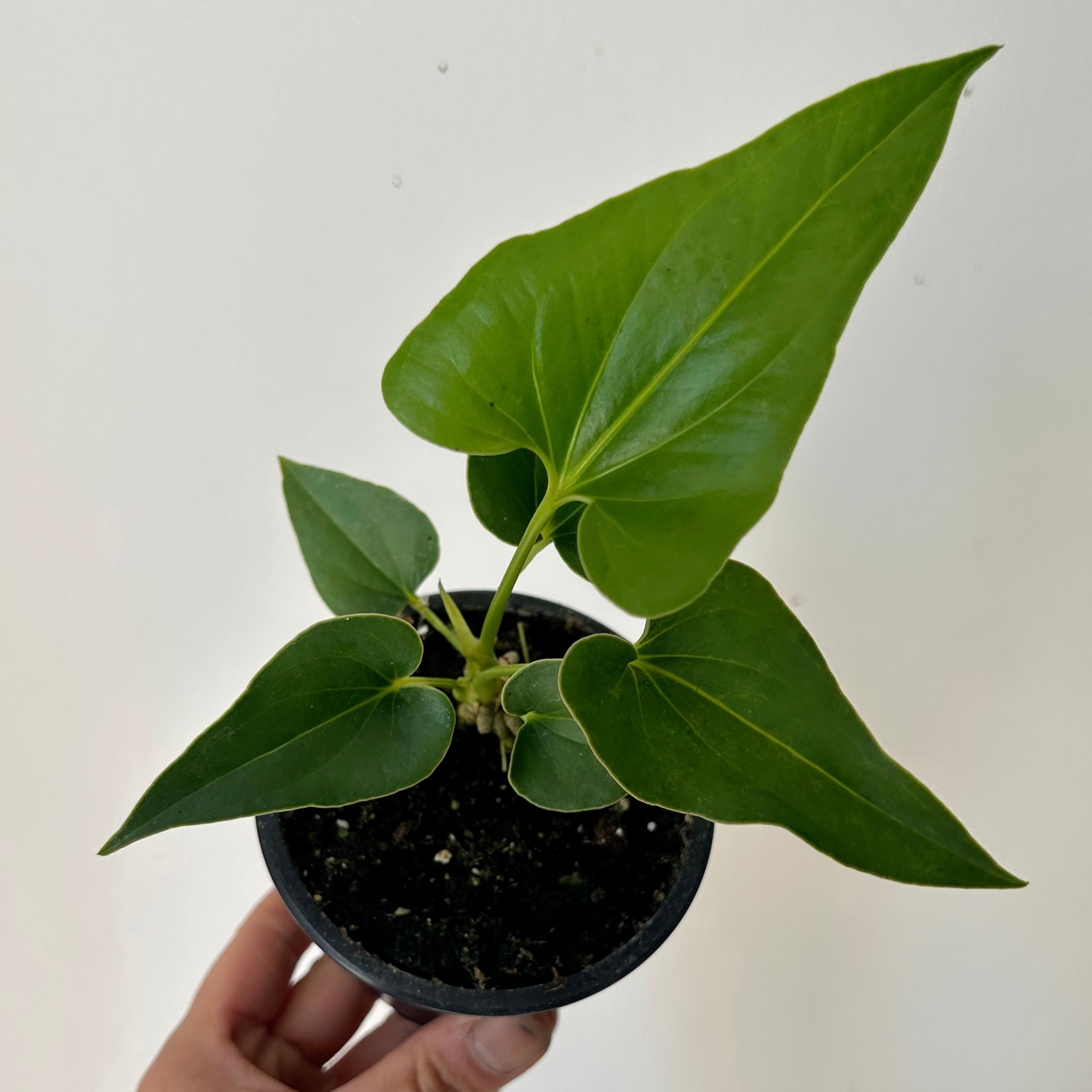 Anthurium Corong x Villenaorum (Hybrid) 3.5” pot