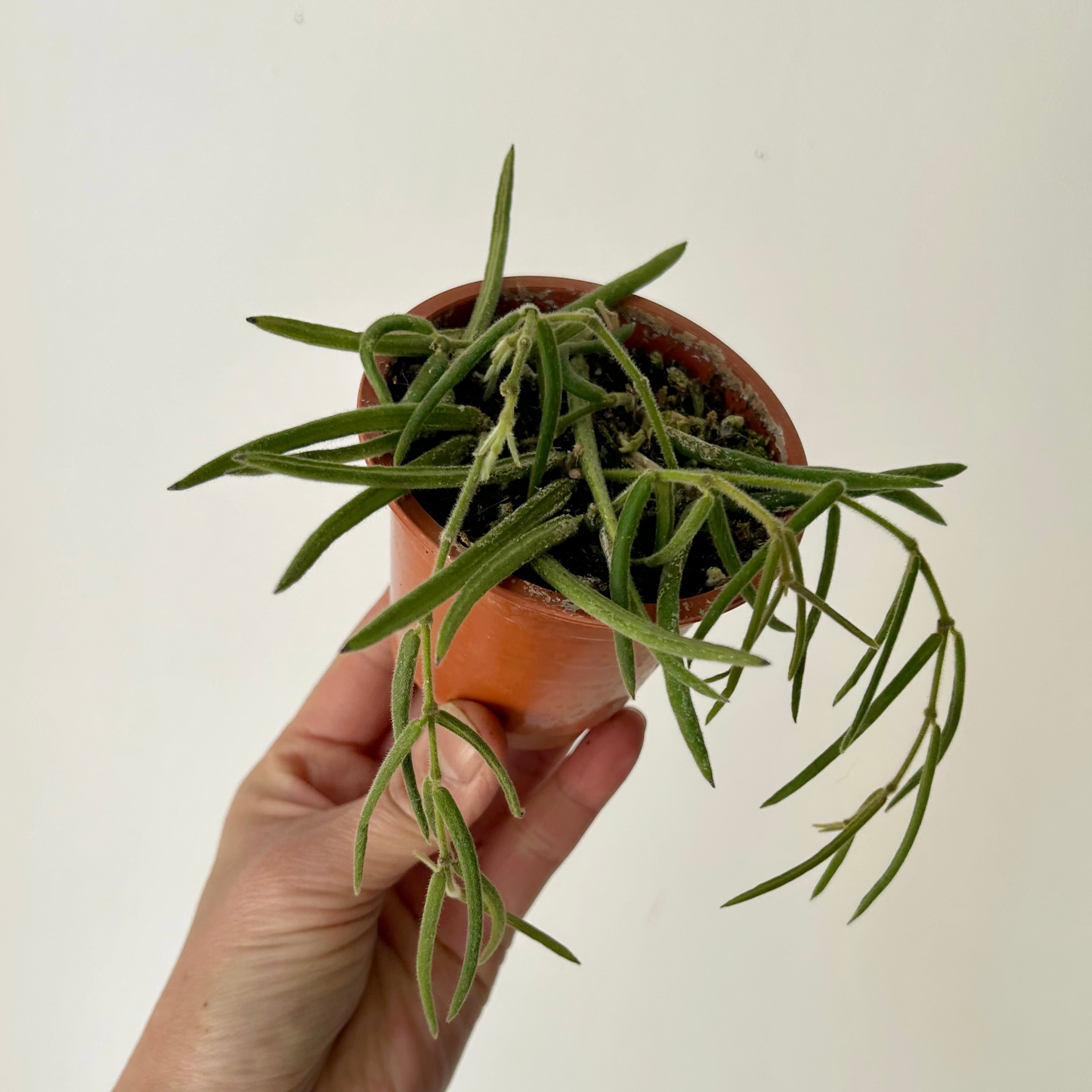 Hoya Lineris 2.5”pot
