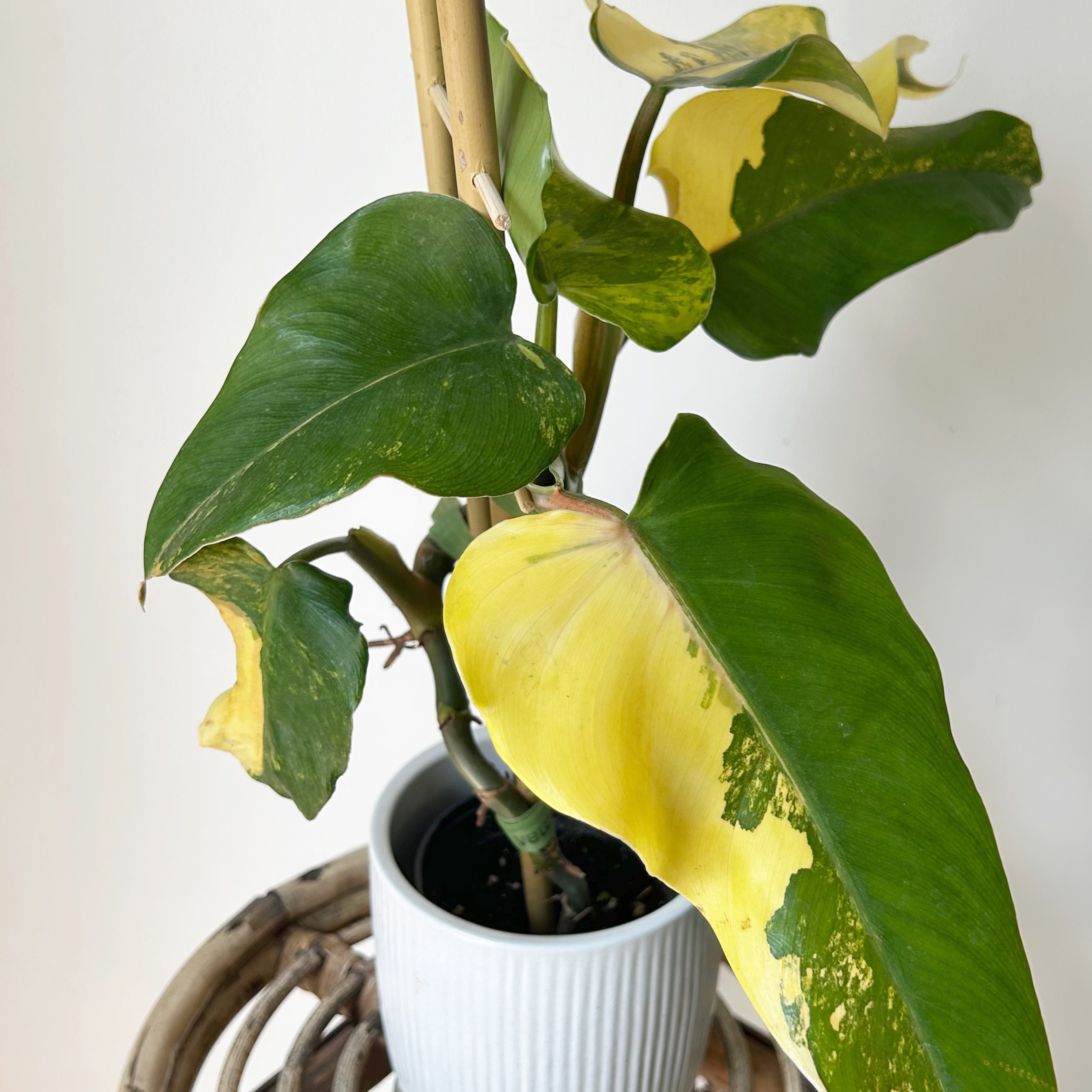 Variegated Philodendron domesticum 4” pot