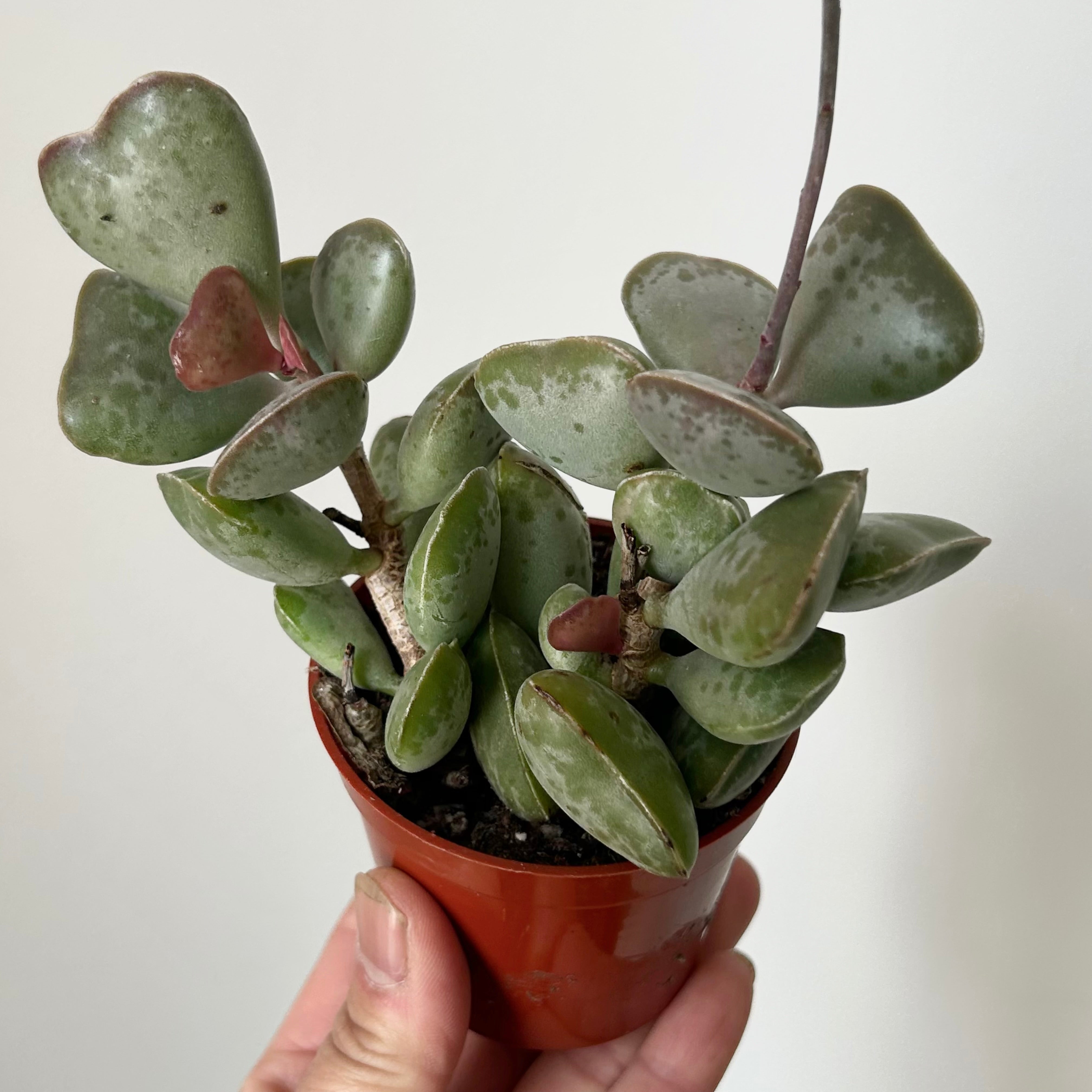 Calico Hearts (Adromischus triflorus)2.75”pot