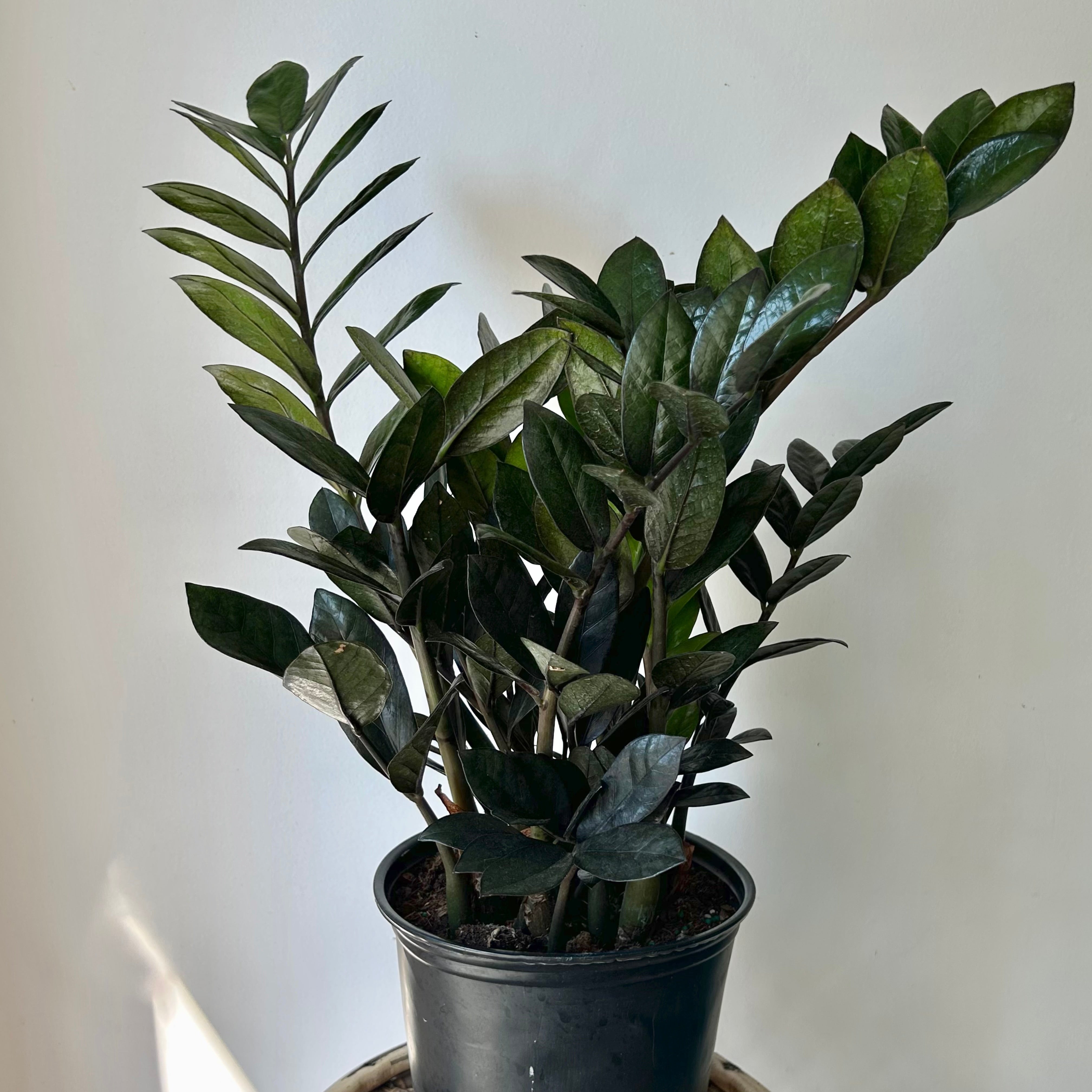 Supernova Black ZZ approximately 2 ft tall in 8” pot