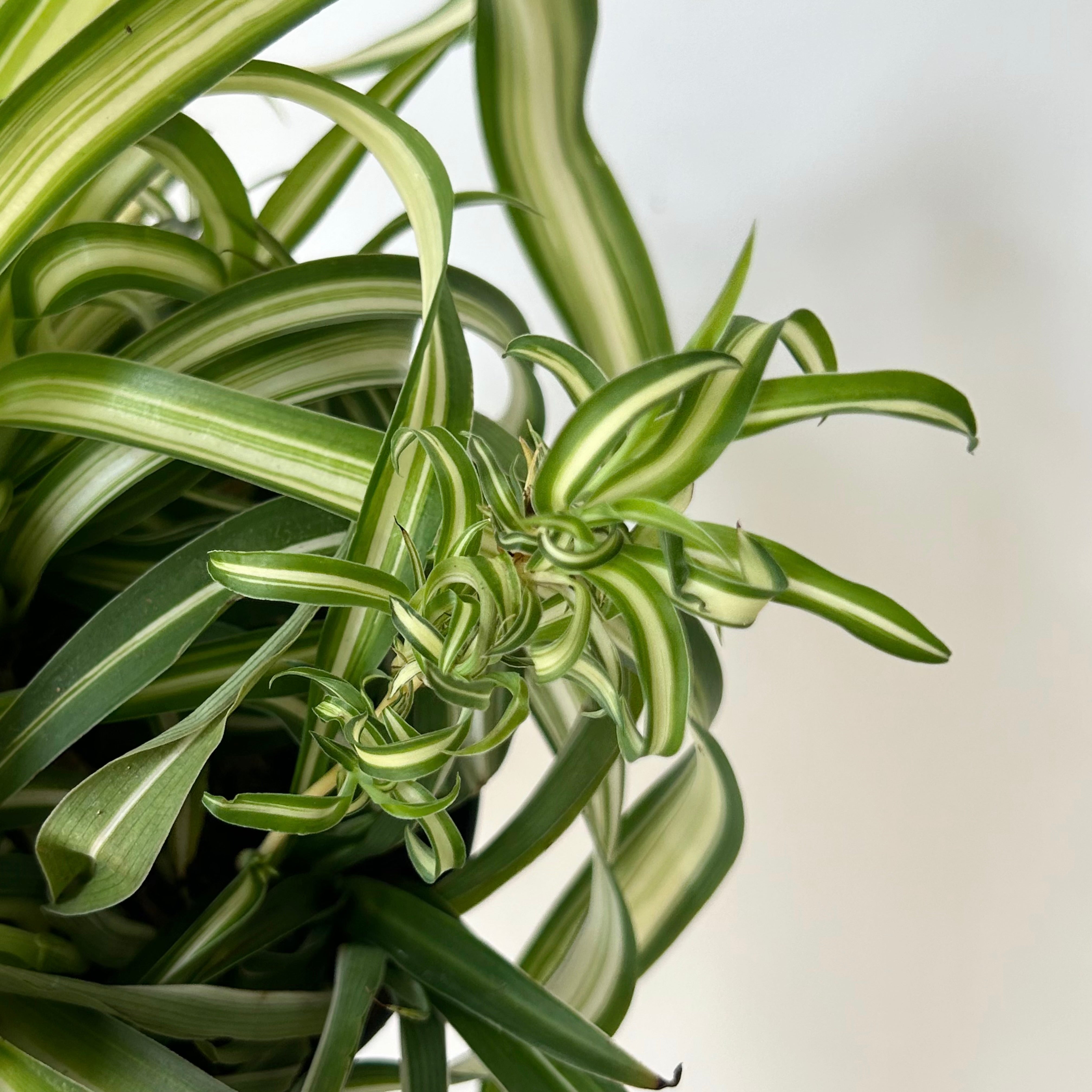 Curly Spider Plant Variegated (Chlorophytum Comosum) 5” pot