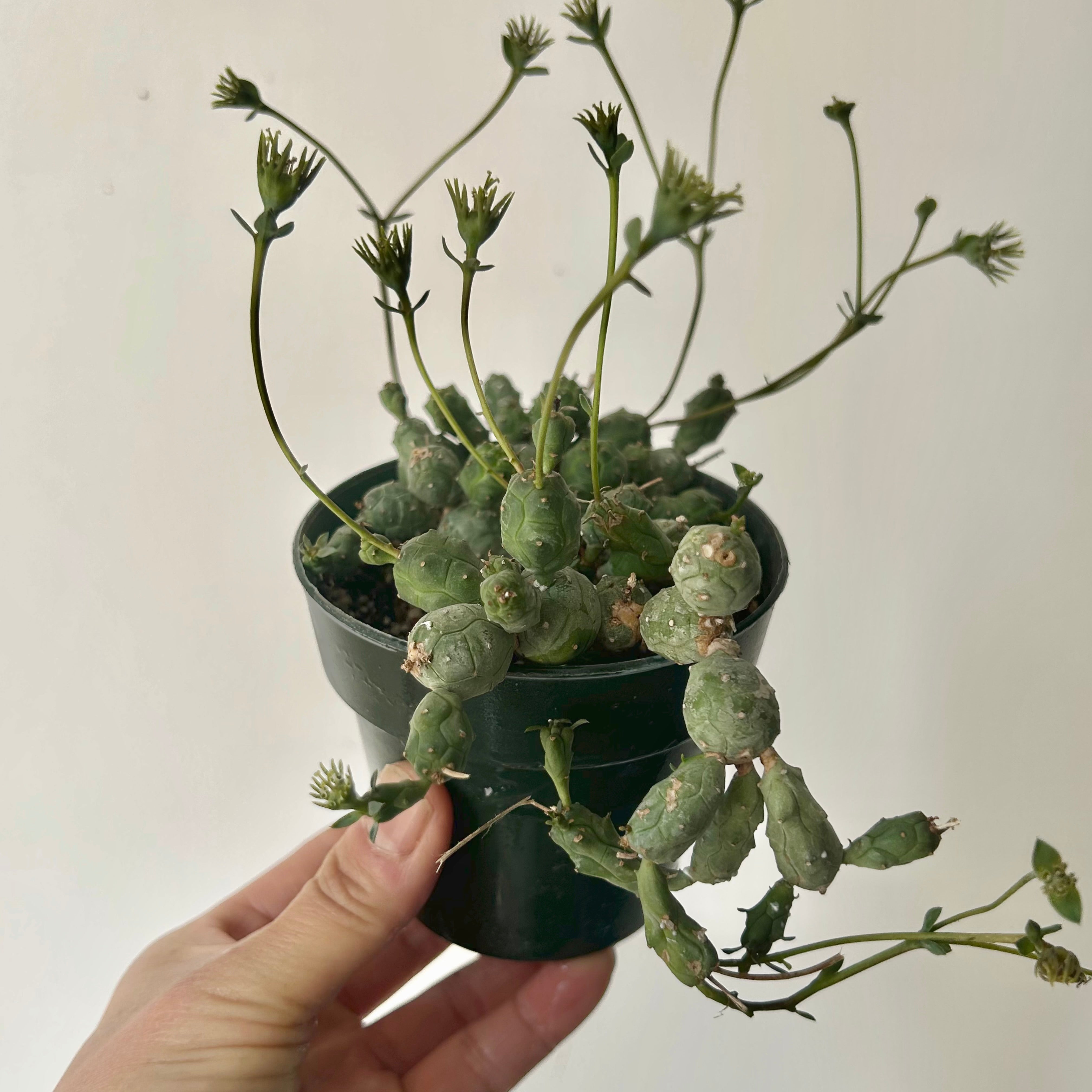 Euphorbia globosa 3.5"pot