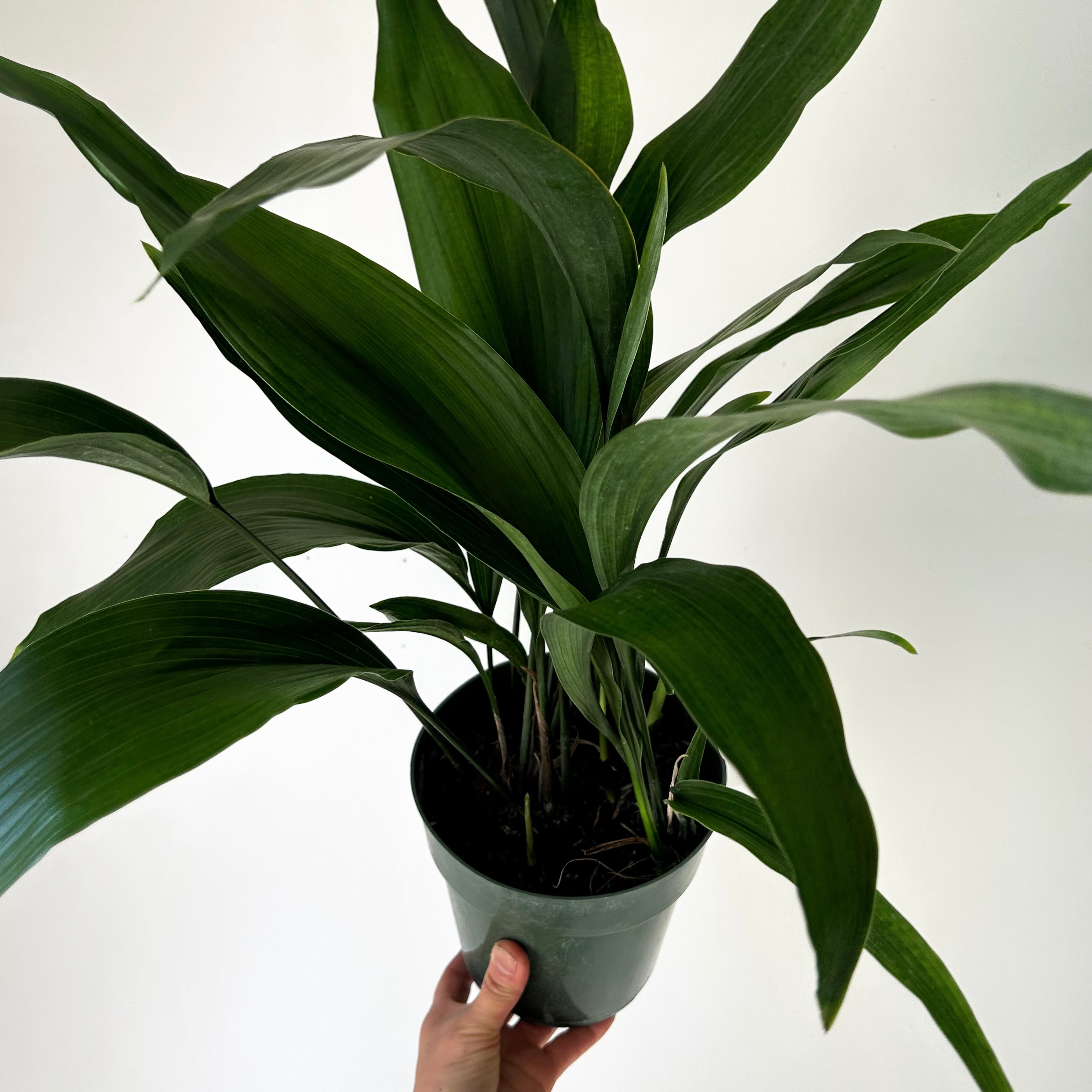 Cast Iron Plant (Aspidistra Elatior) approximately 22 inches tall in 6” pot