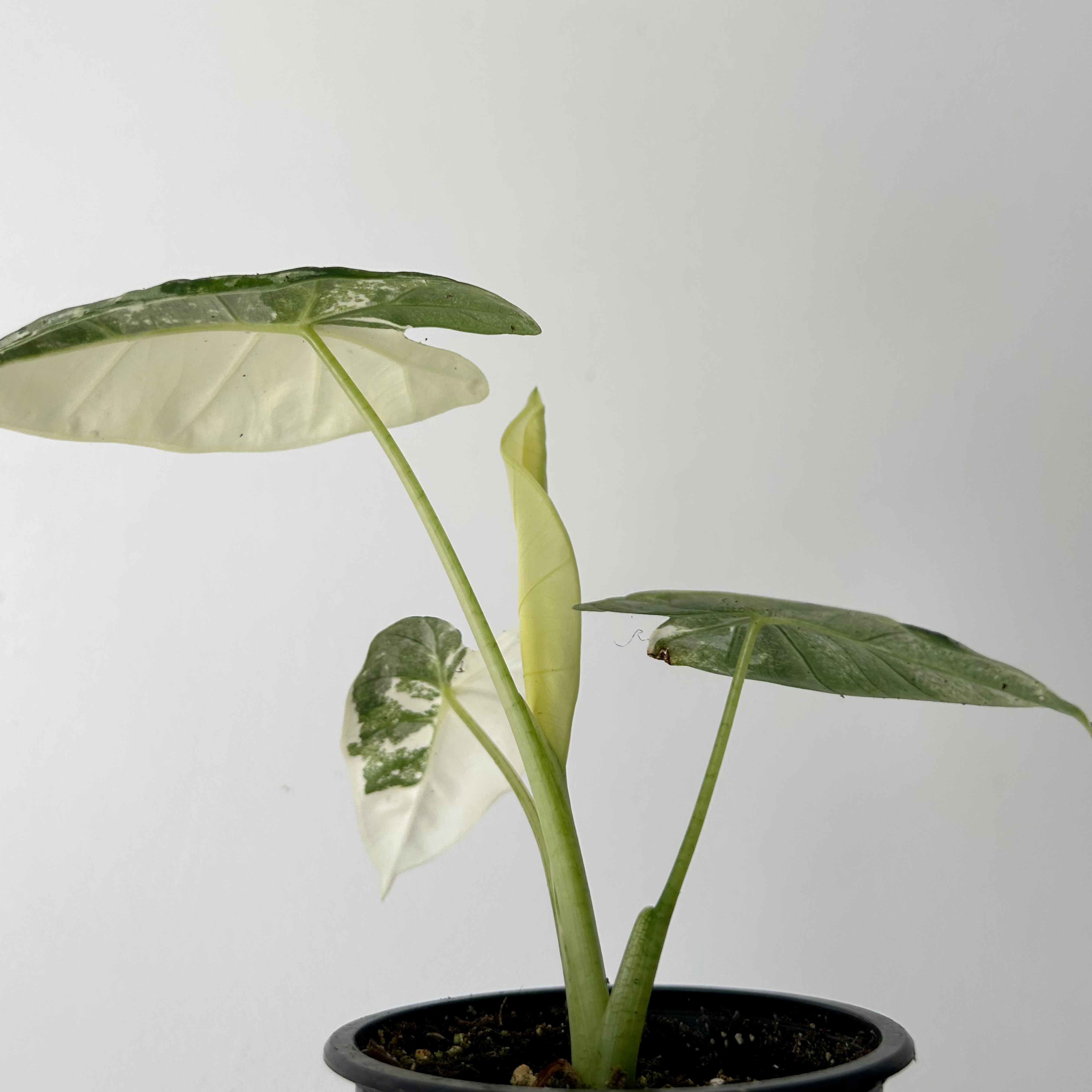 Variegated Alocasia frydek 3.5”pot