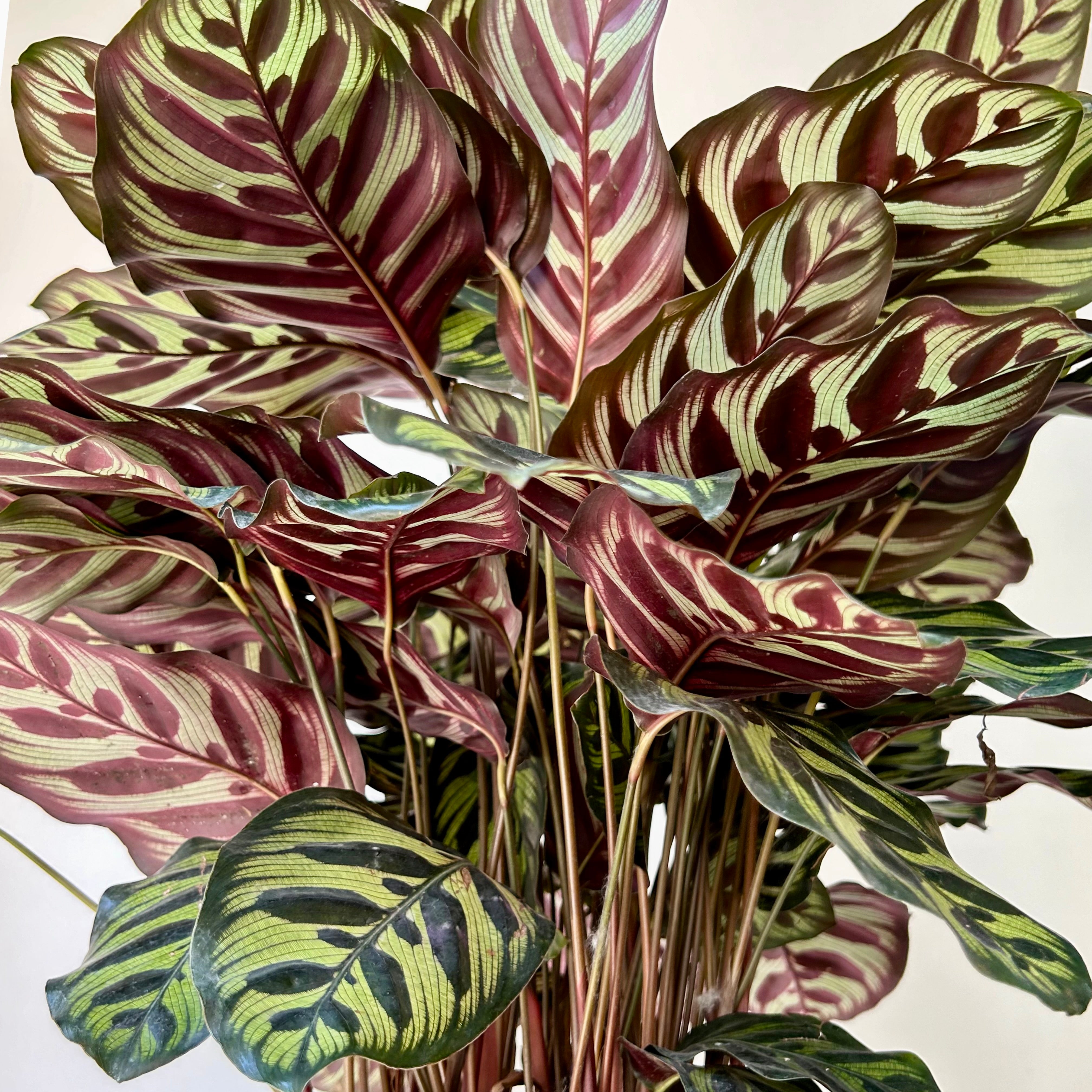 Calathea Makoyana "Peacock" approximately 2ft tall in 8”pot