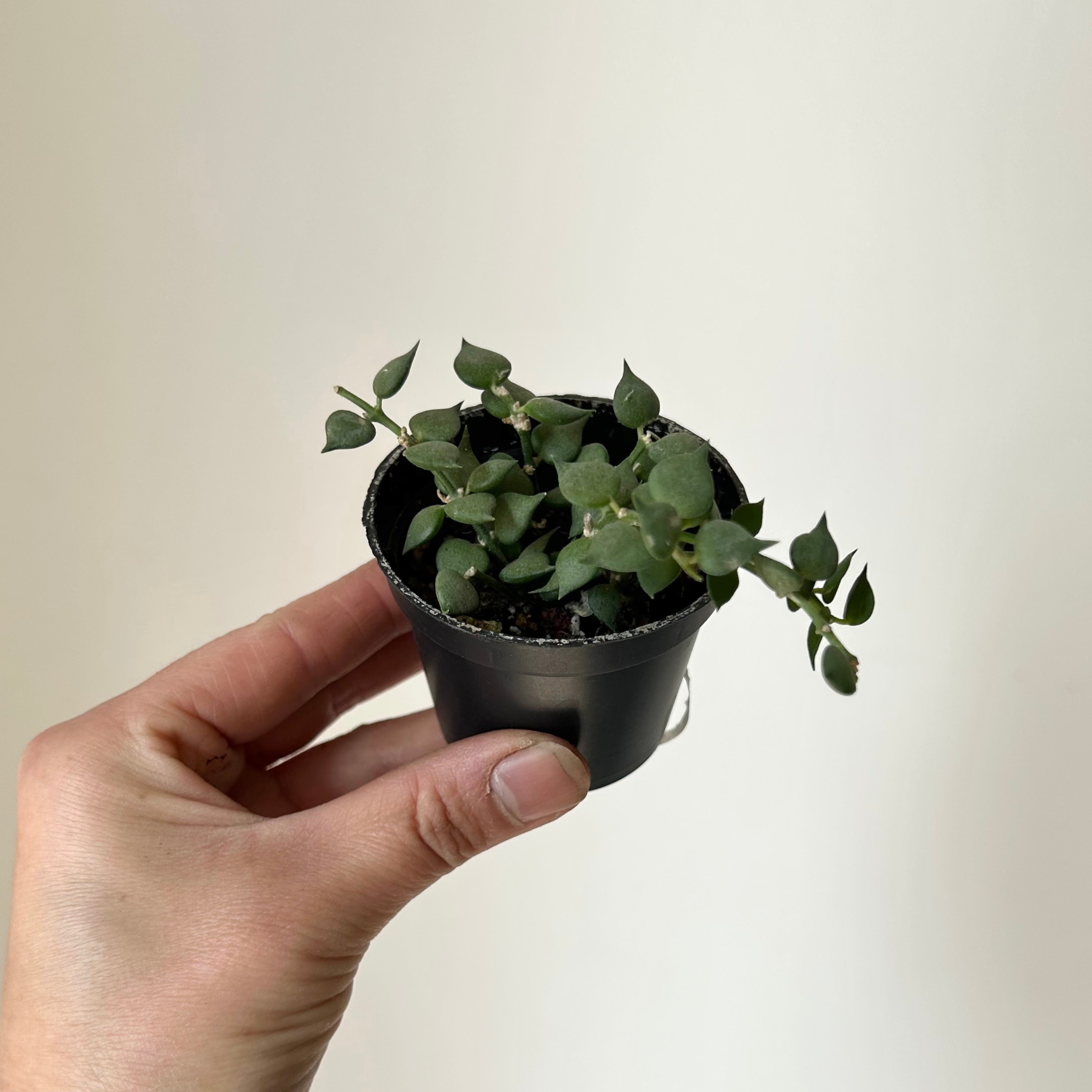 Dischidia “Million Hearts” Ruscifolia 2.5"pot