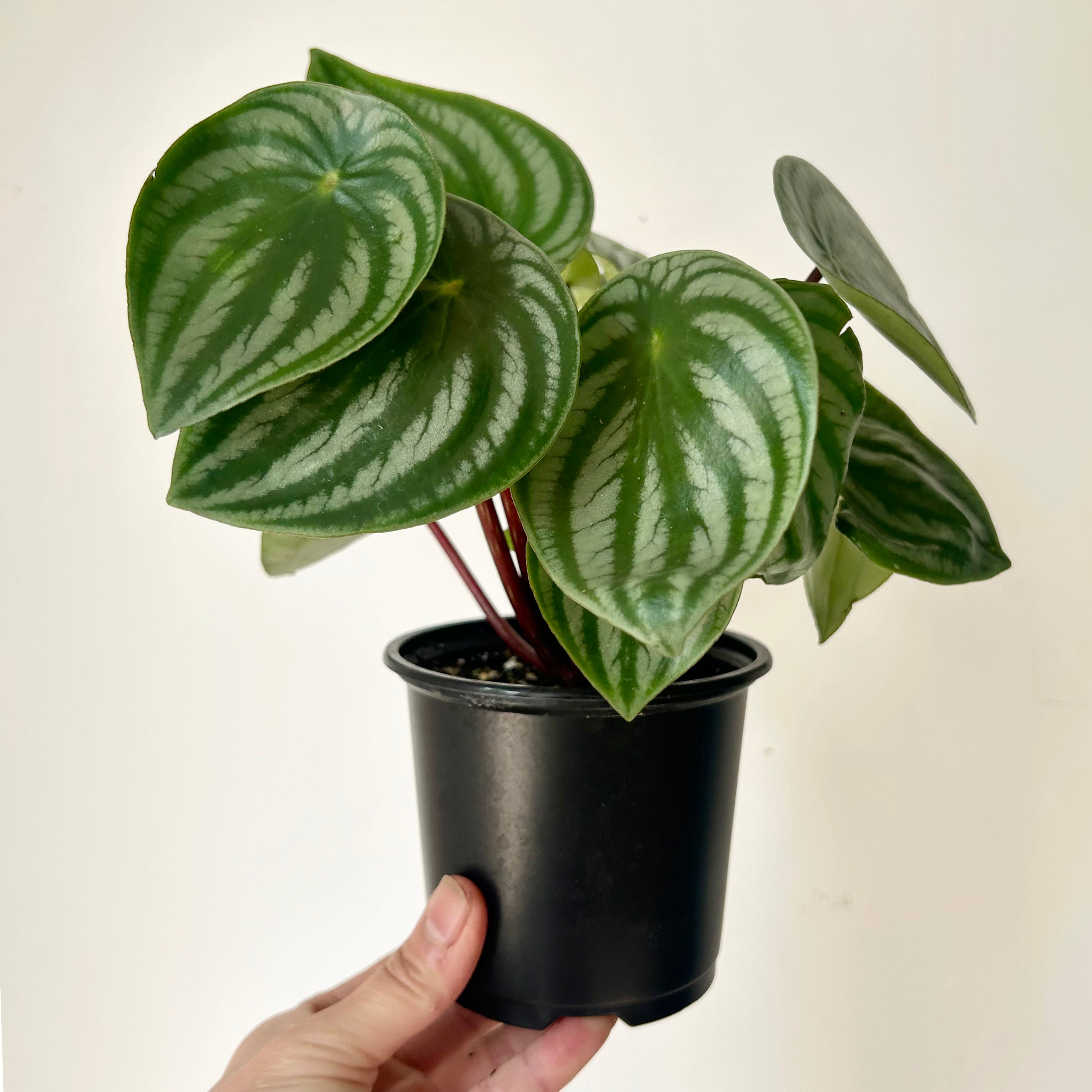 Peperomia "Watermelon" (Argyreia) 4”pot