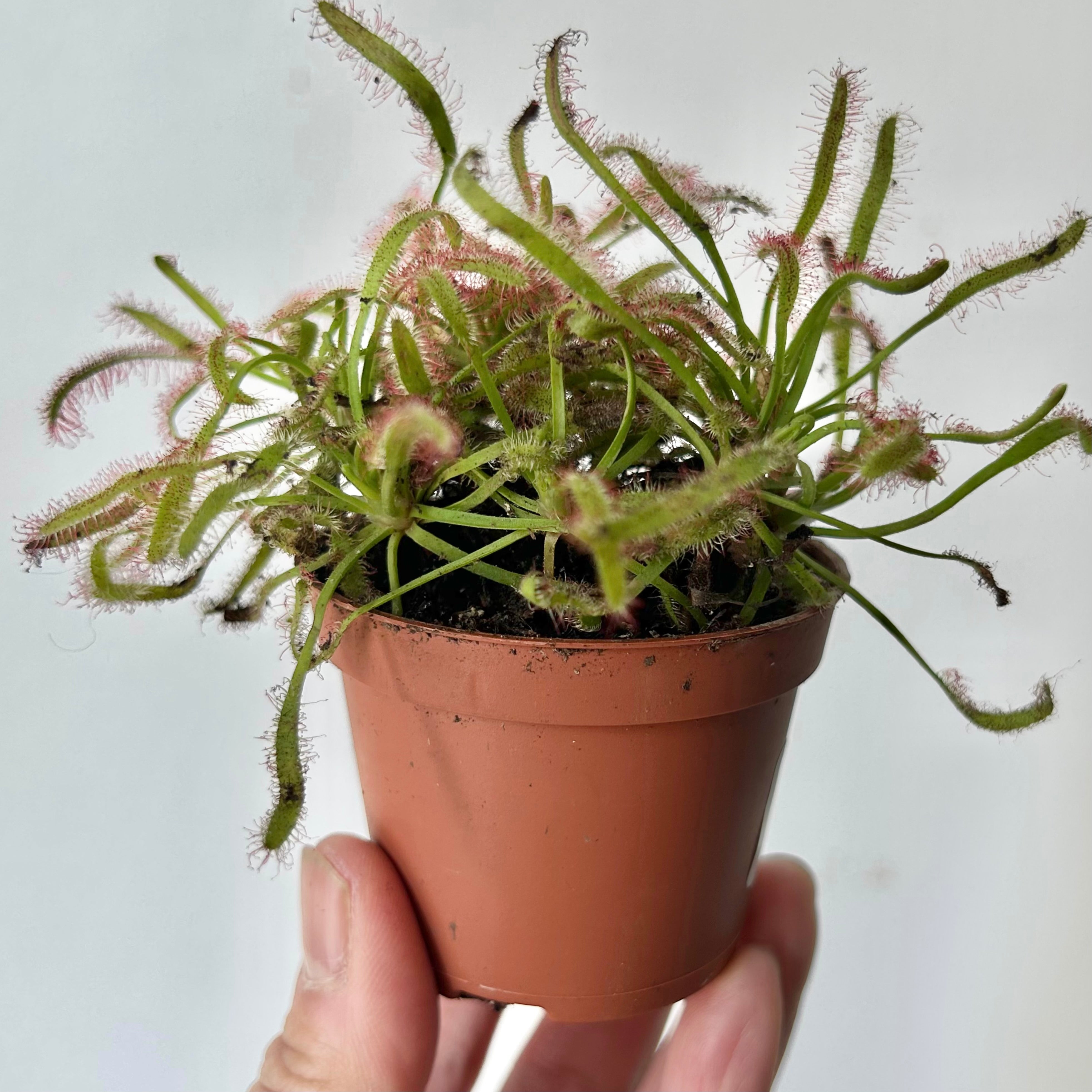 Drosera 2.5””pot