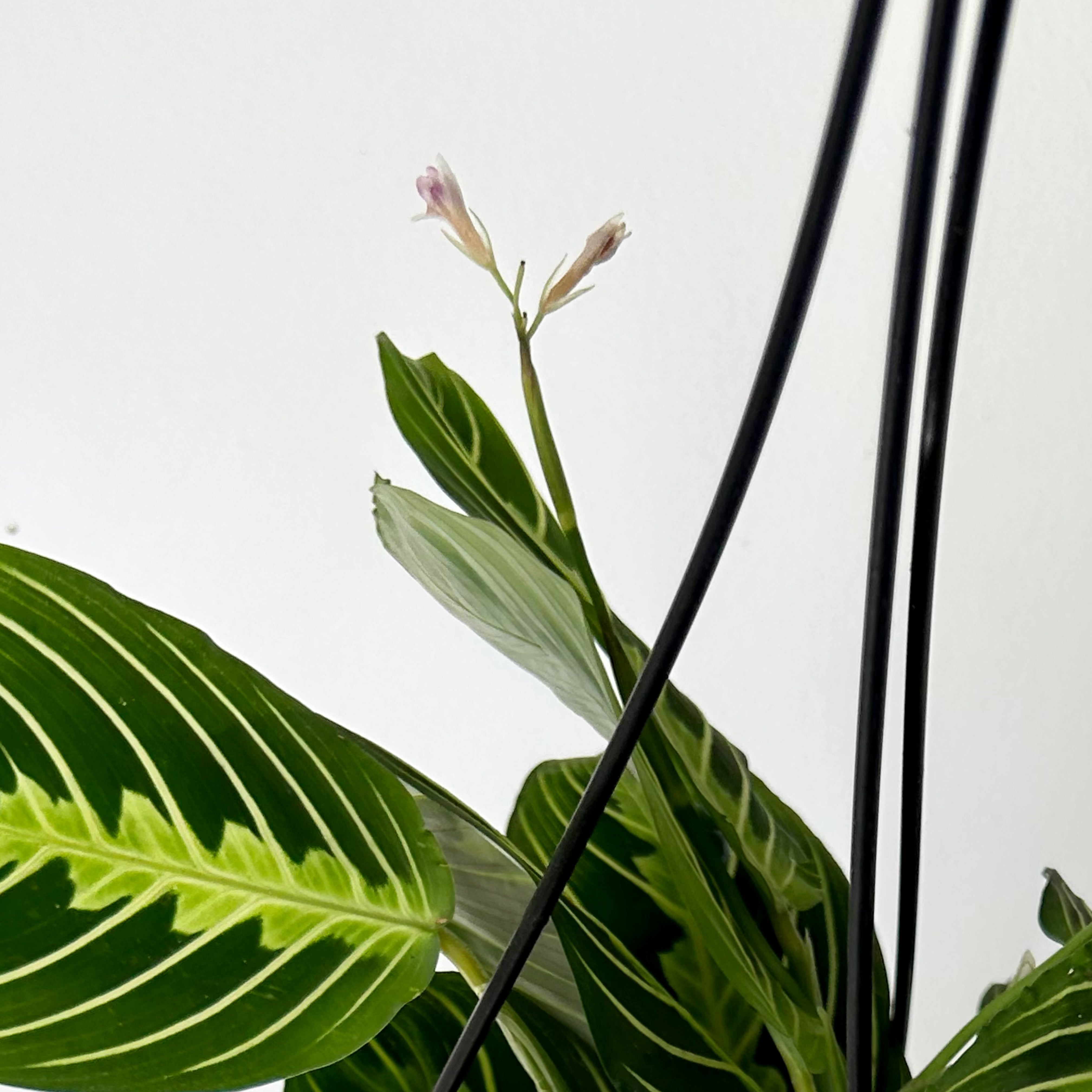 Prayer Plant (Maranta) Lemon Lime’ 6” hanging basket