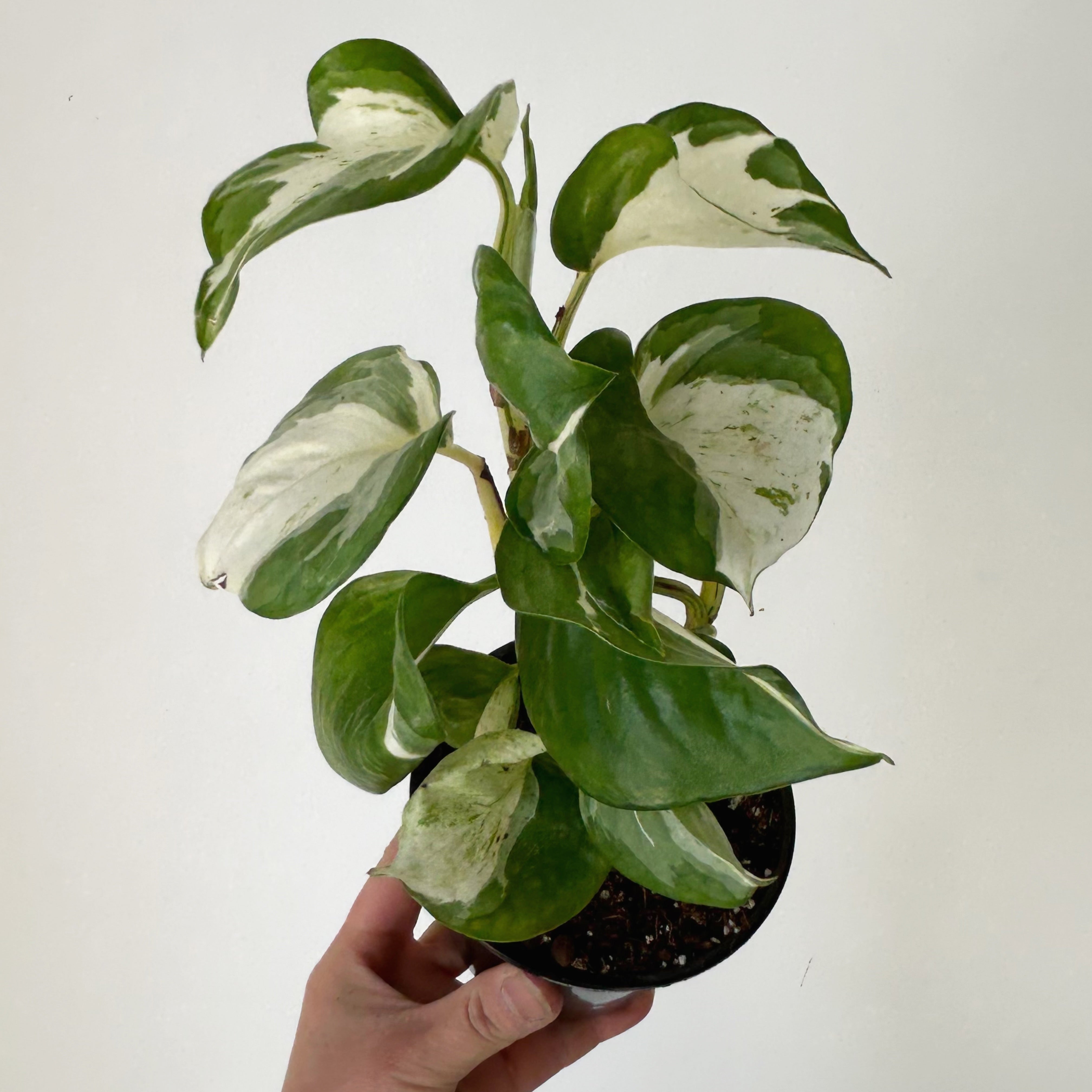 Manjula pothos 4”pot