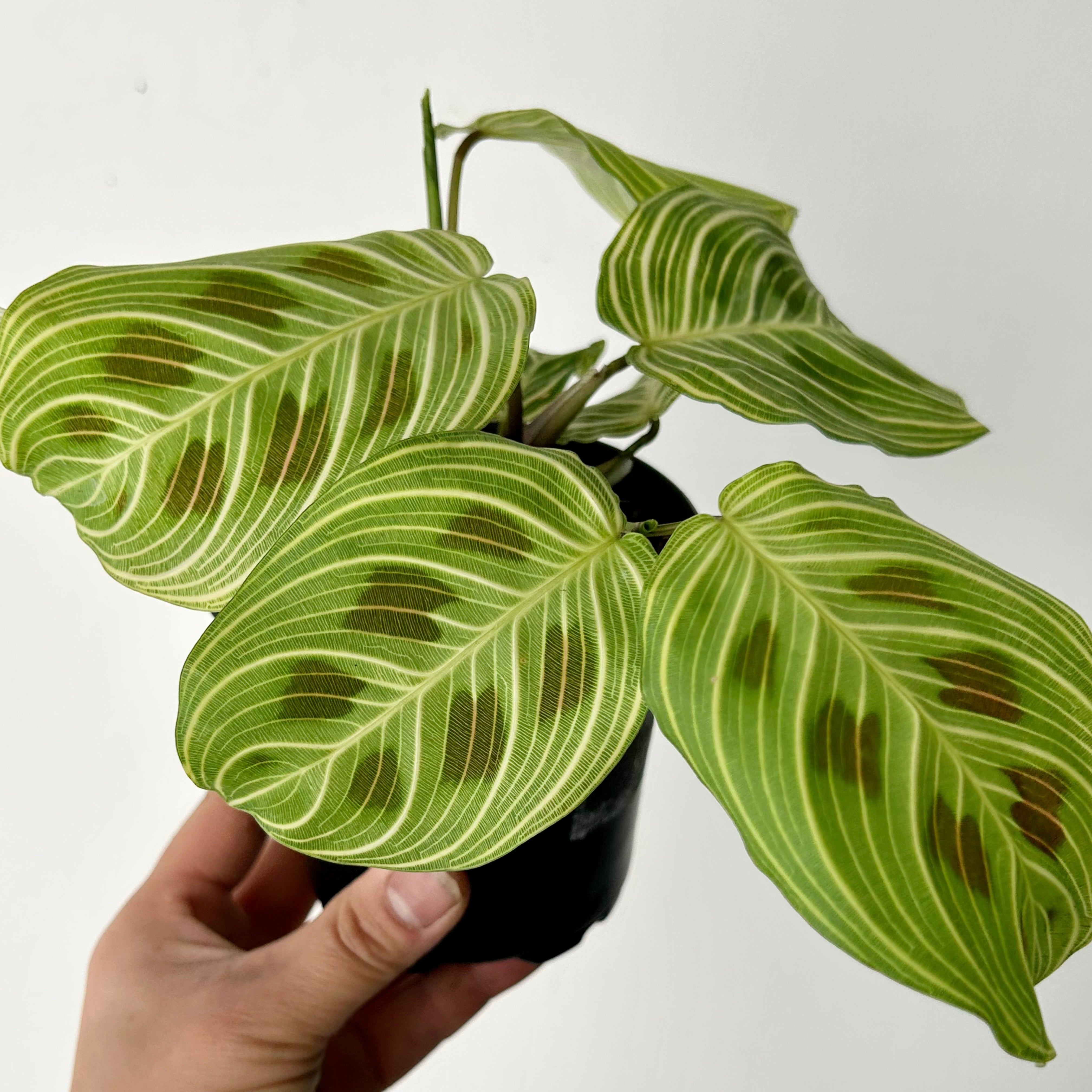 Gold Lines Prayer Plant (Maranta) 4” pot
