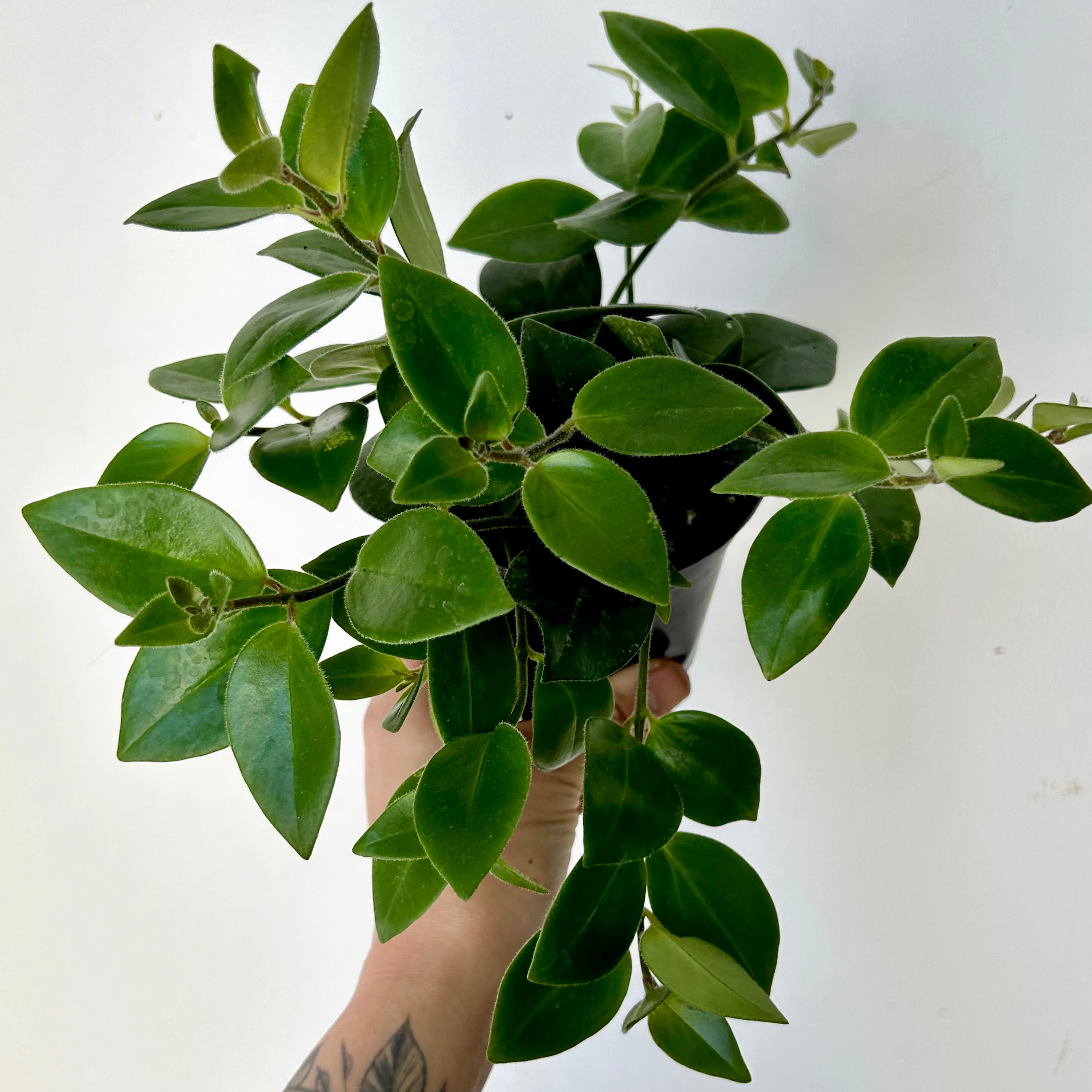Mona Lisa Lipstick Plant (Aeschynanthus) 3.5”pot