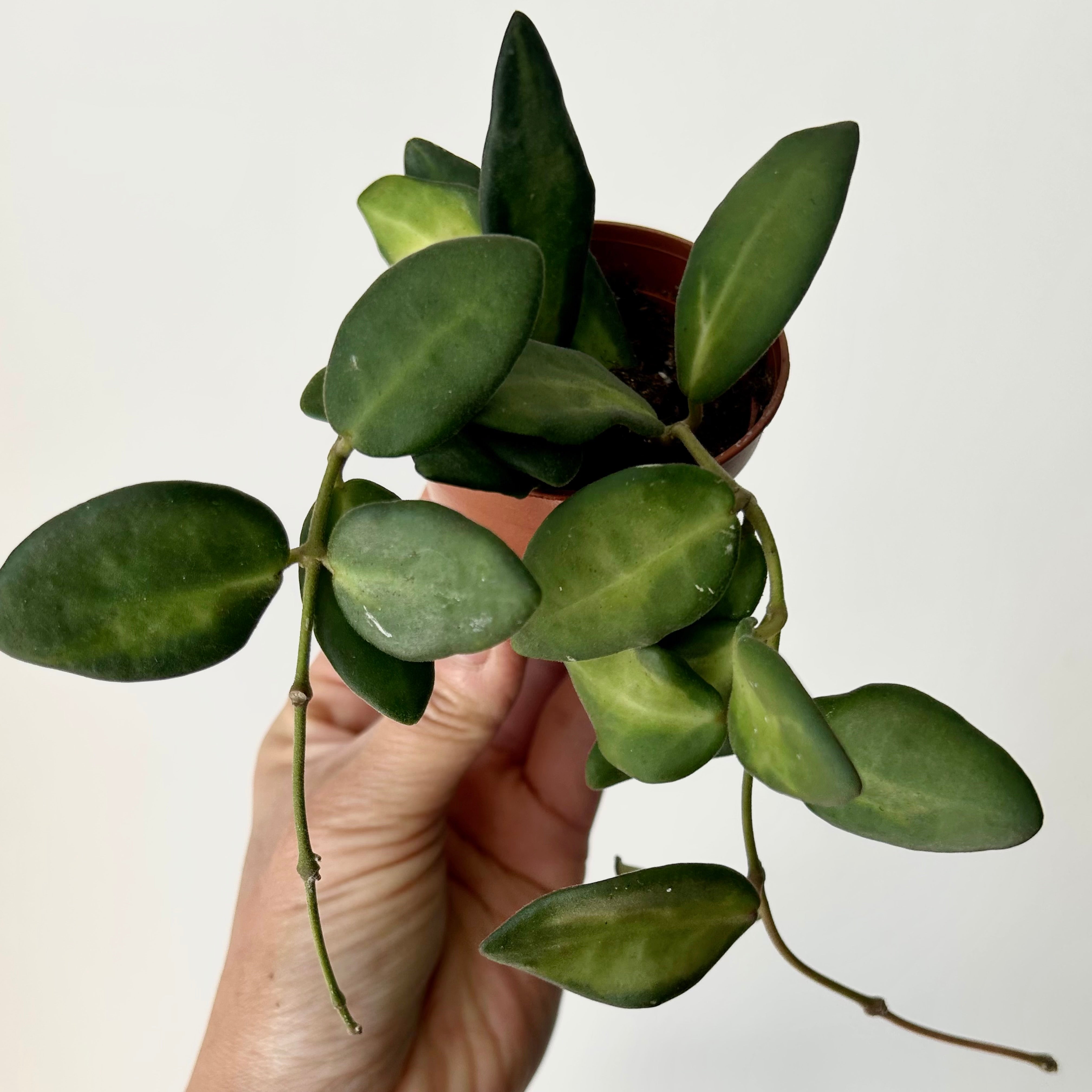 Hoya sp. aff. burtoniae variegated 2.5”pot