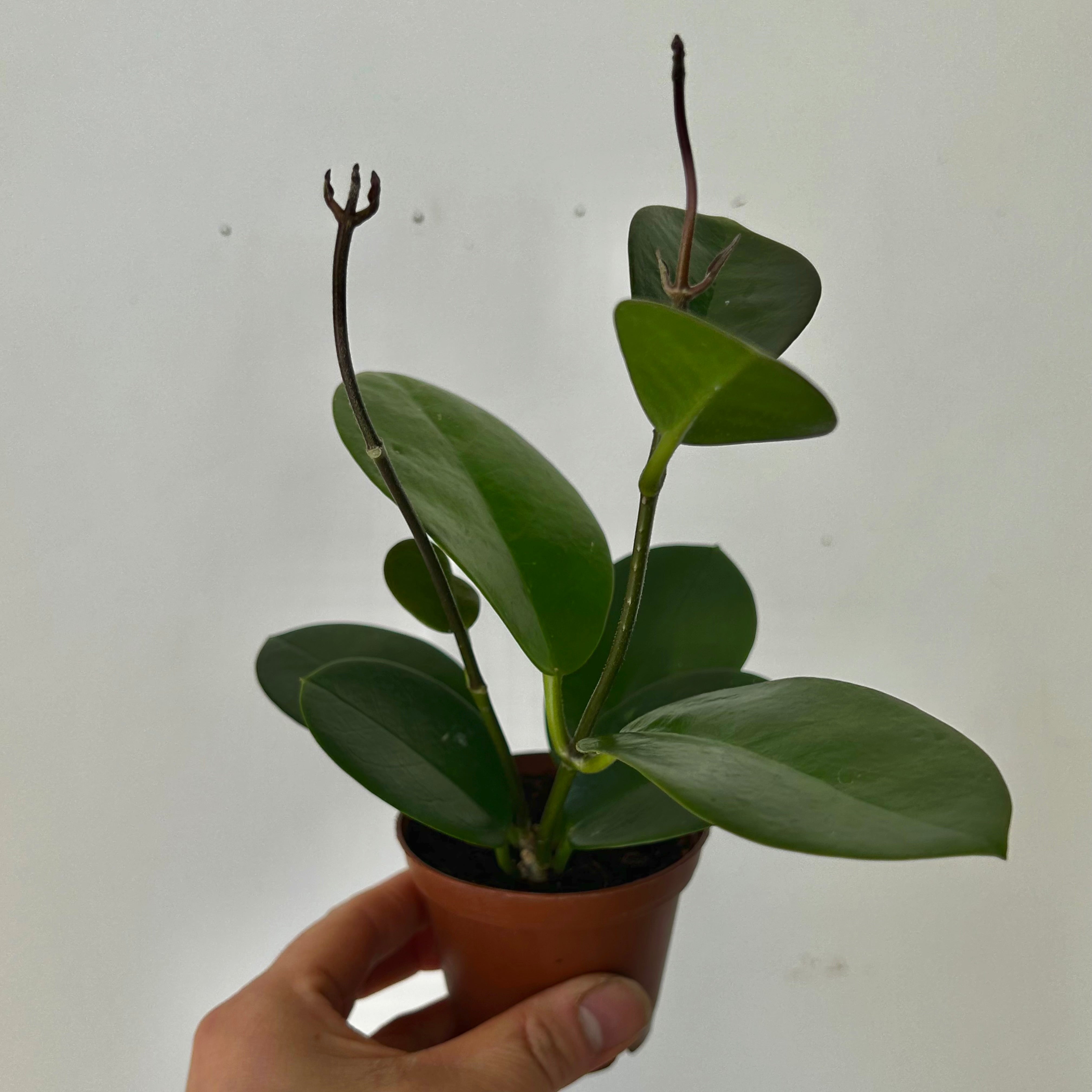 Hoya Australis 2.5”pot