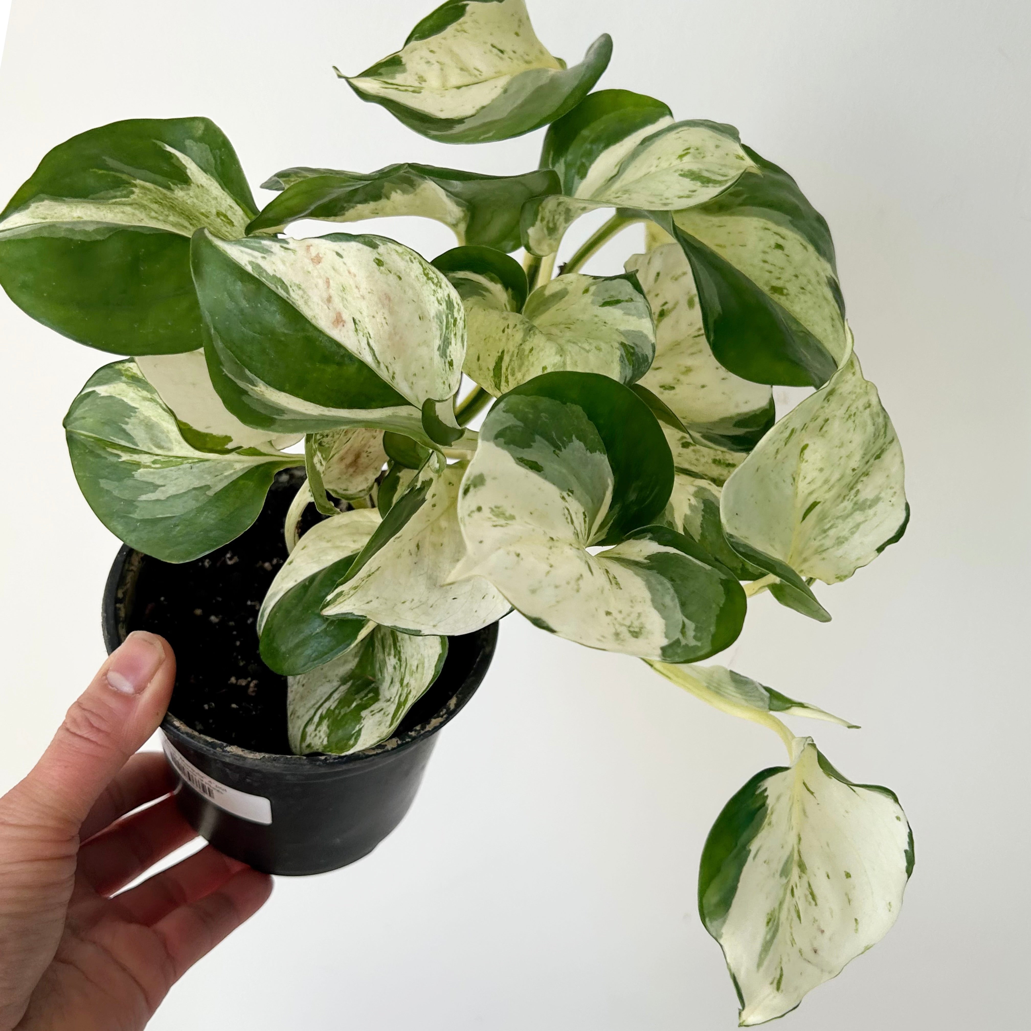 Manjula pothos 4”pot