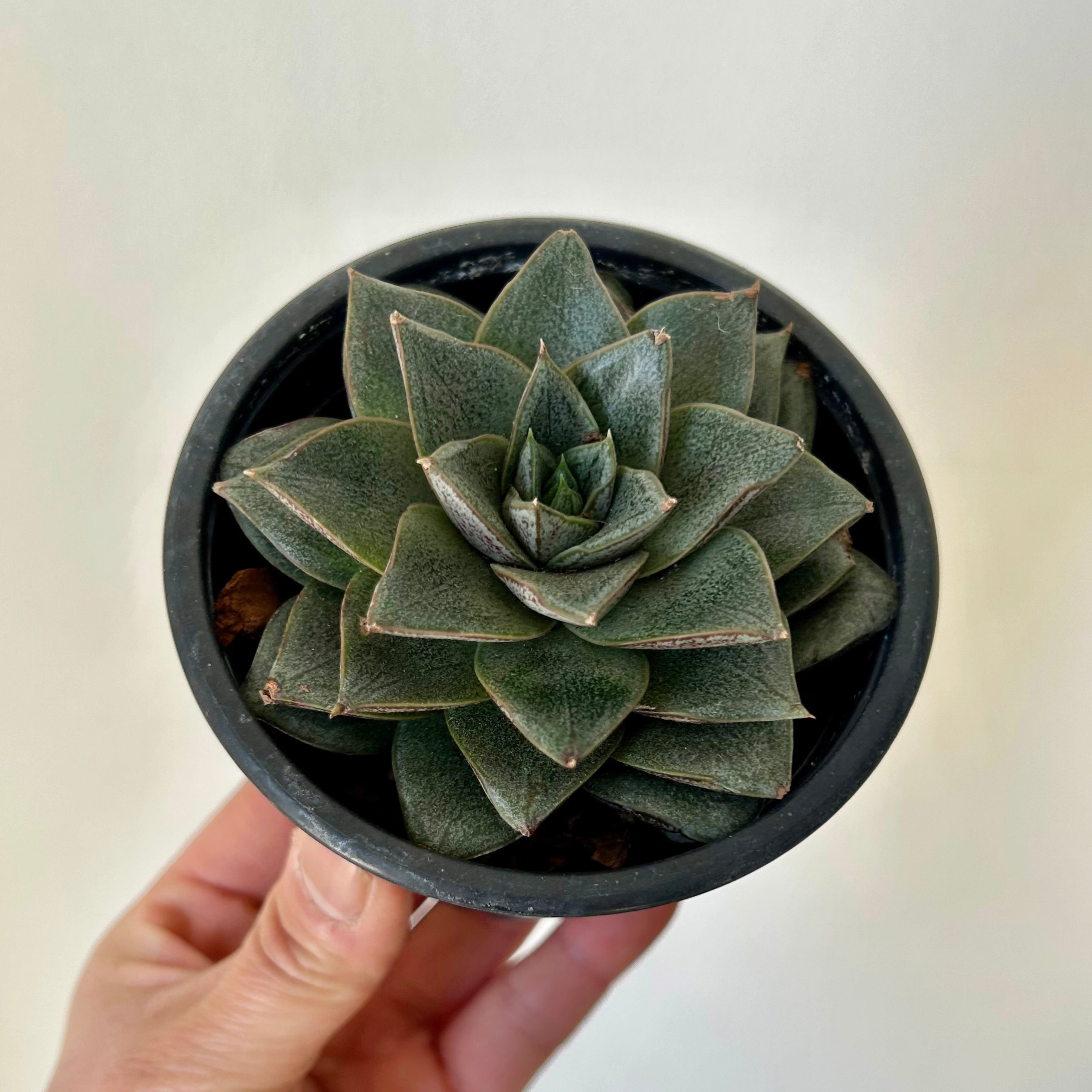 Echeveria Purpusorum 3.5”pot
