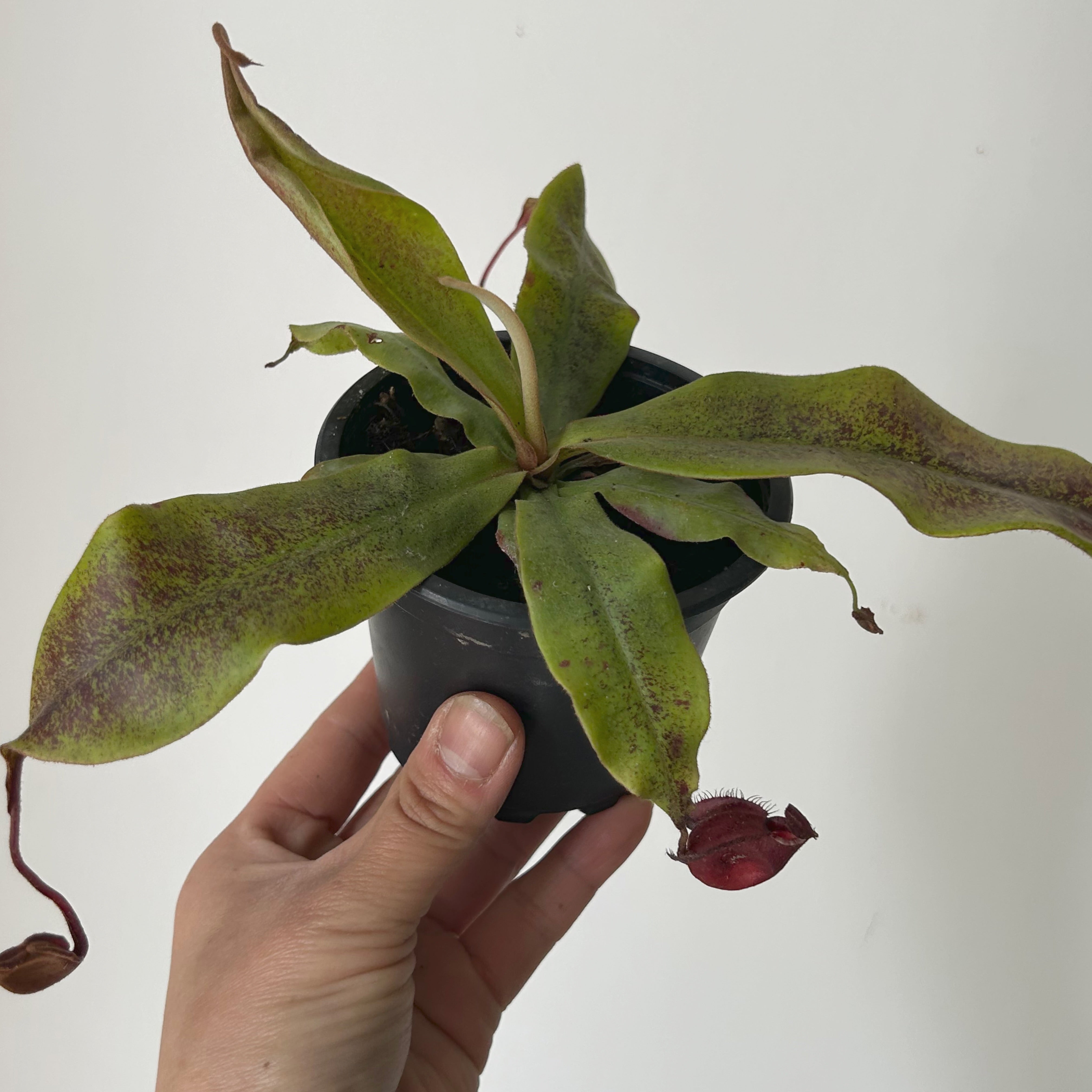 Carnivorous Pitcher Plant (Nepenthes) 3.5” pot