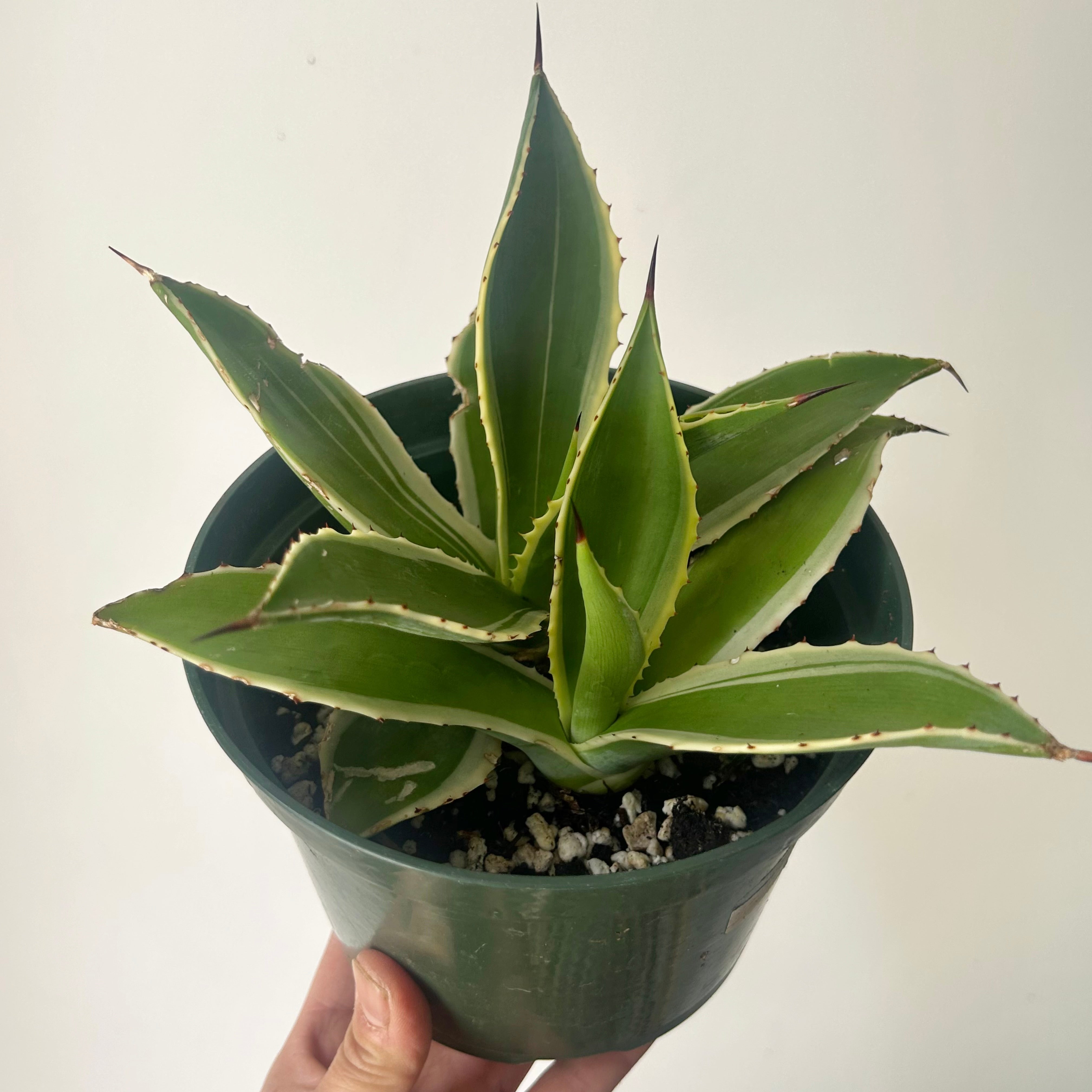 Variegated Agave 6”pot