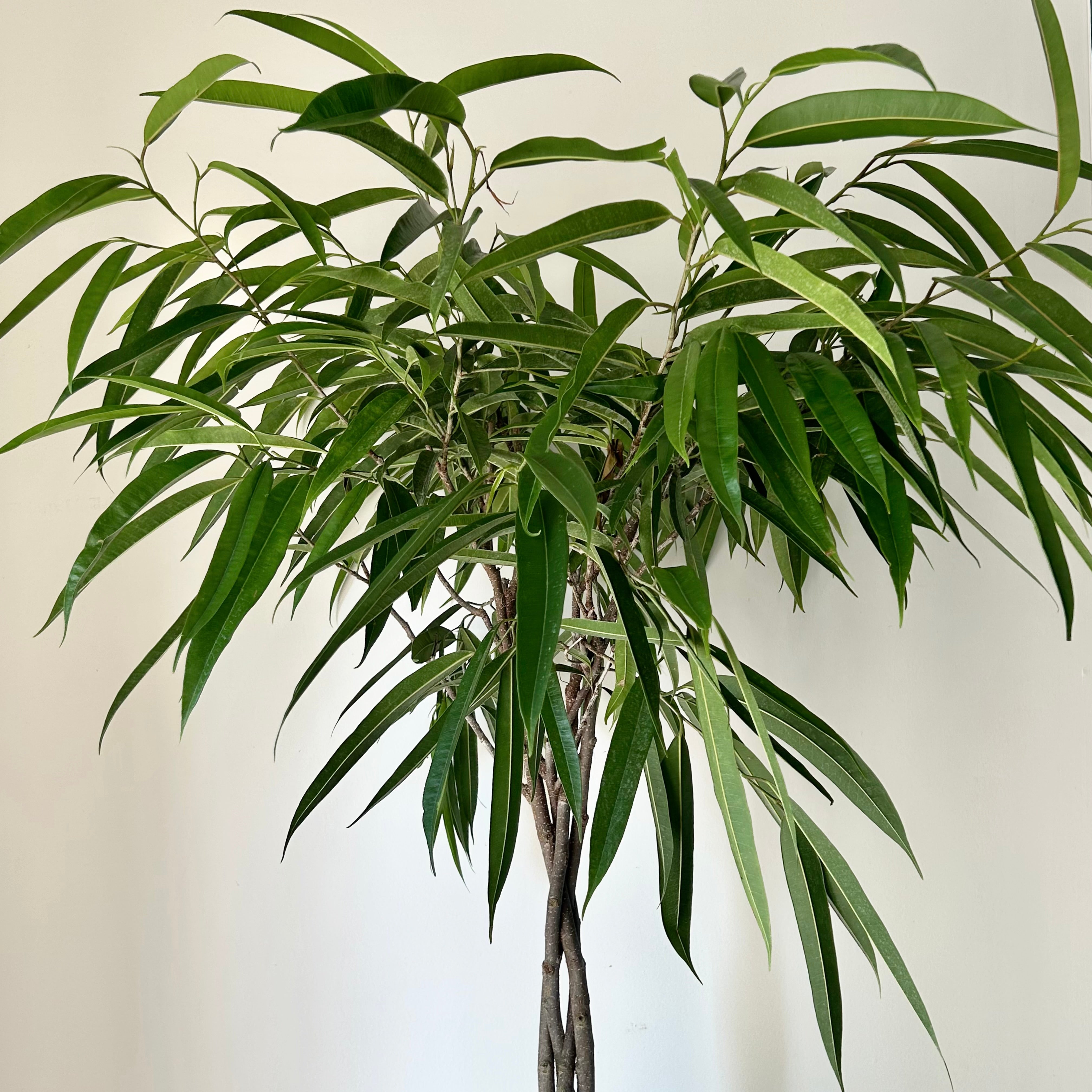 Ficus “Alii” (maclellandii) approximately 4.5 ft in 10” pot