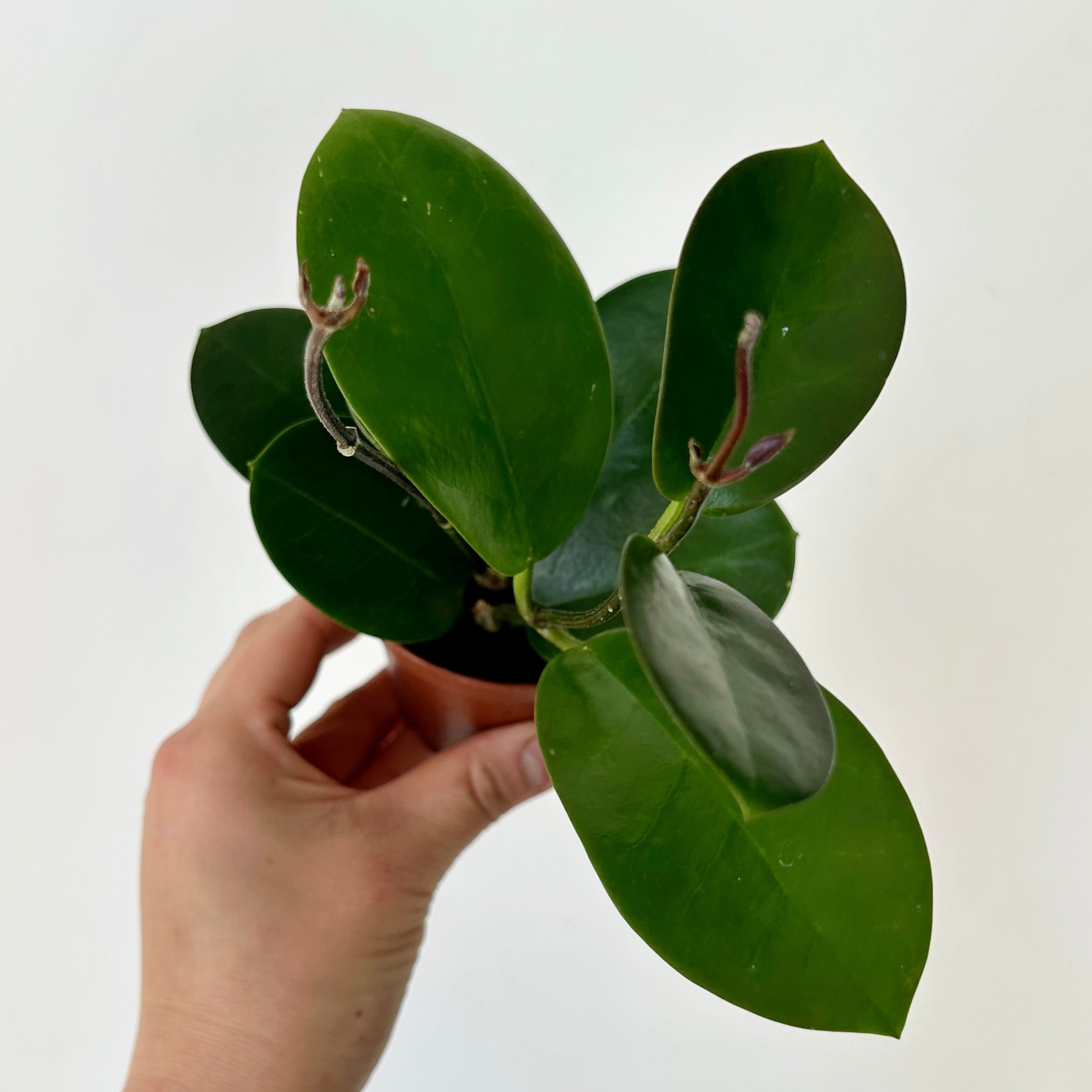 Hoya Australis 2.5”pot