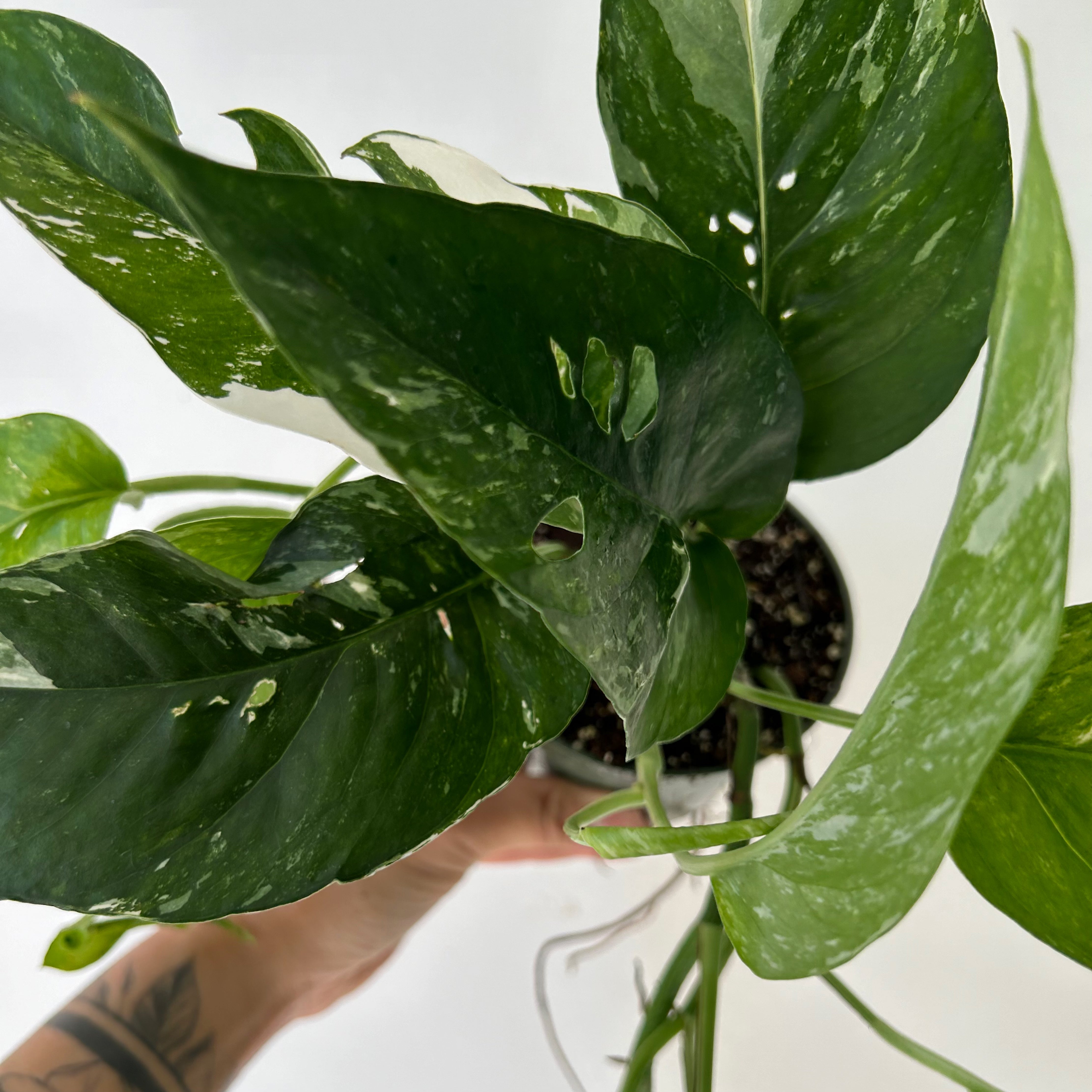 Epipremnum Pinnatum "Albo Variegata" 4" pot