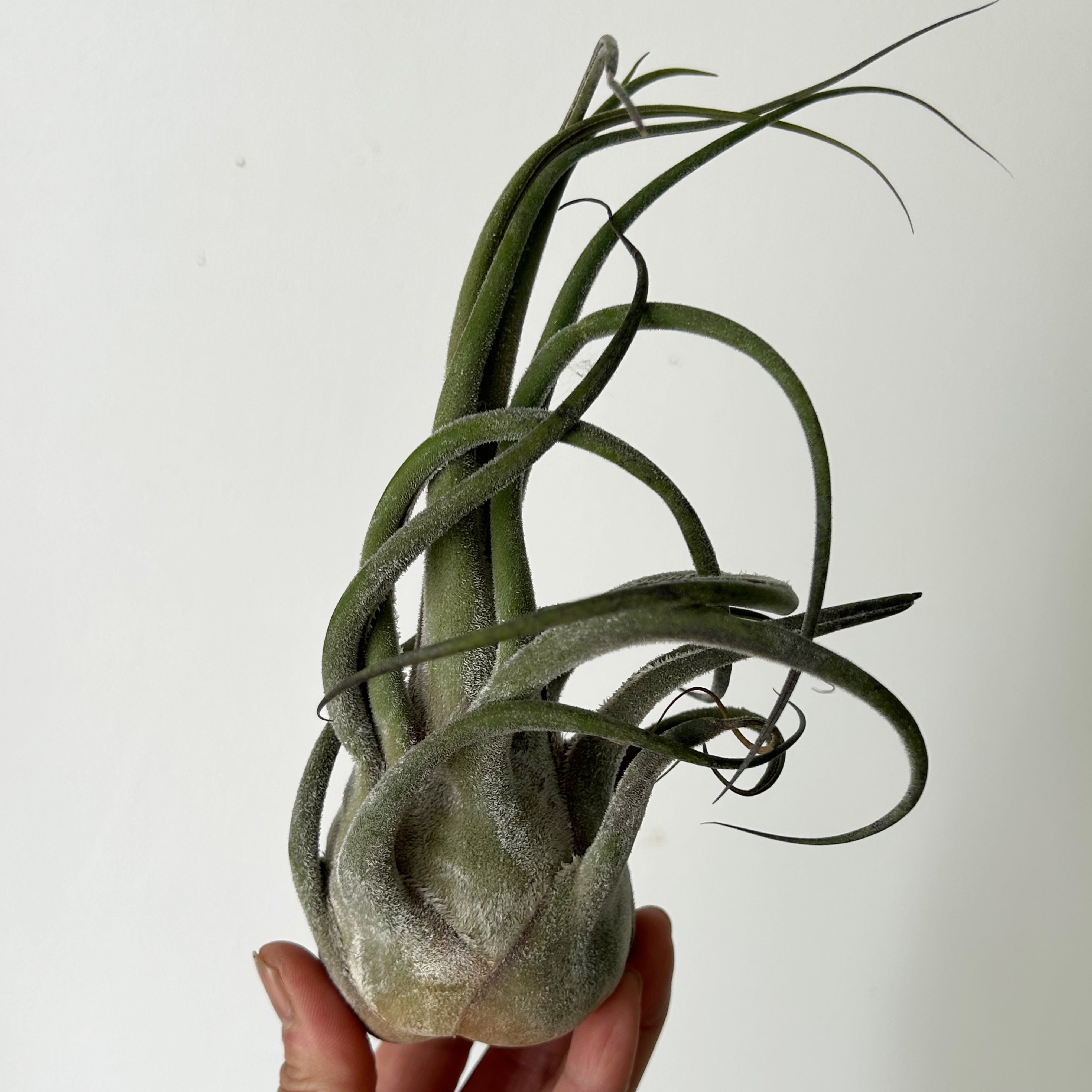 Tillandsia Seleriana