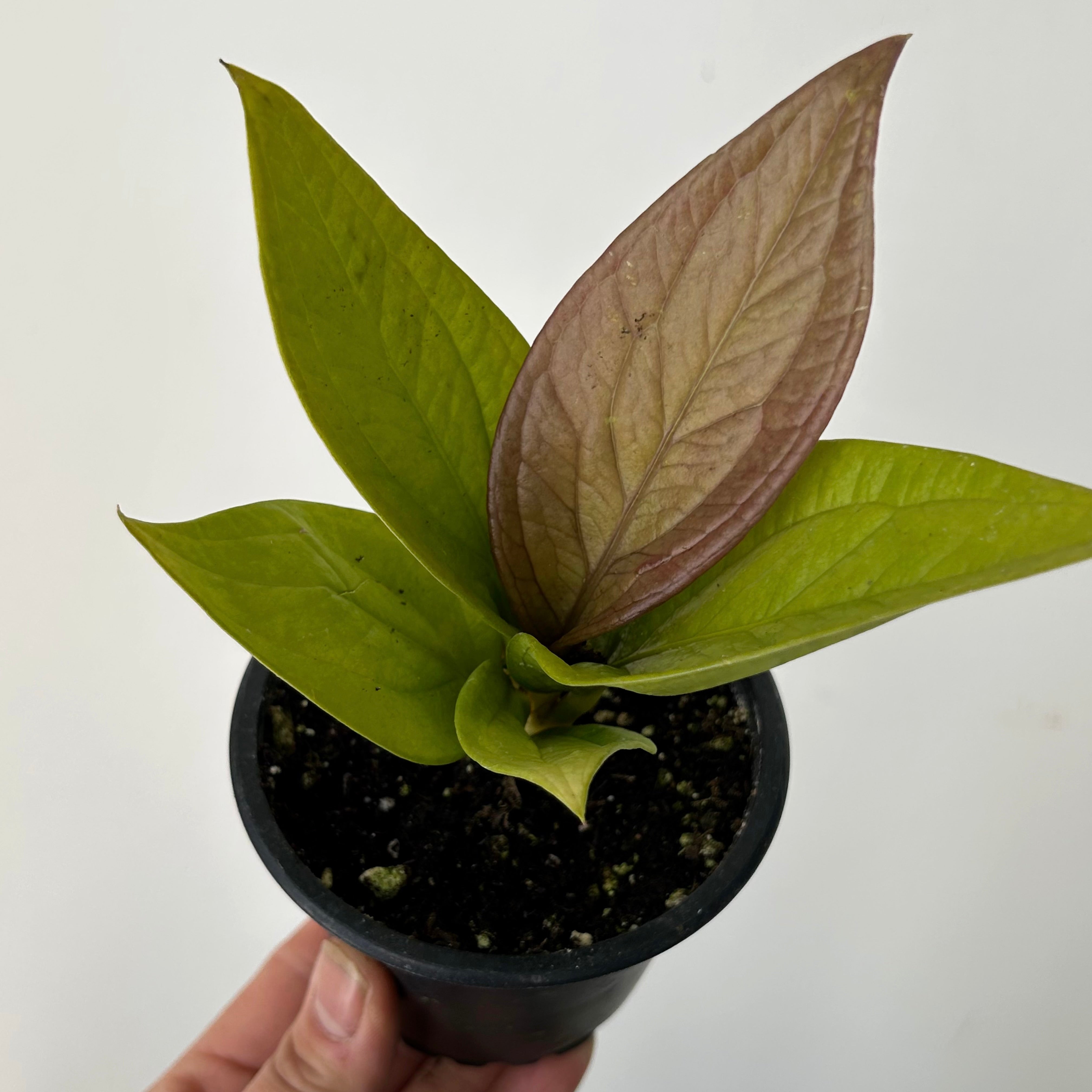 Anthurium Jenmanii Gold 3.5”pot