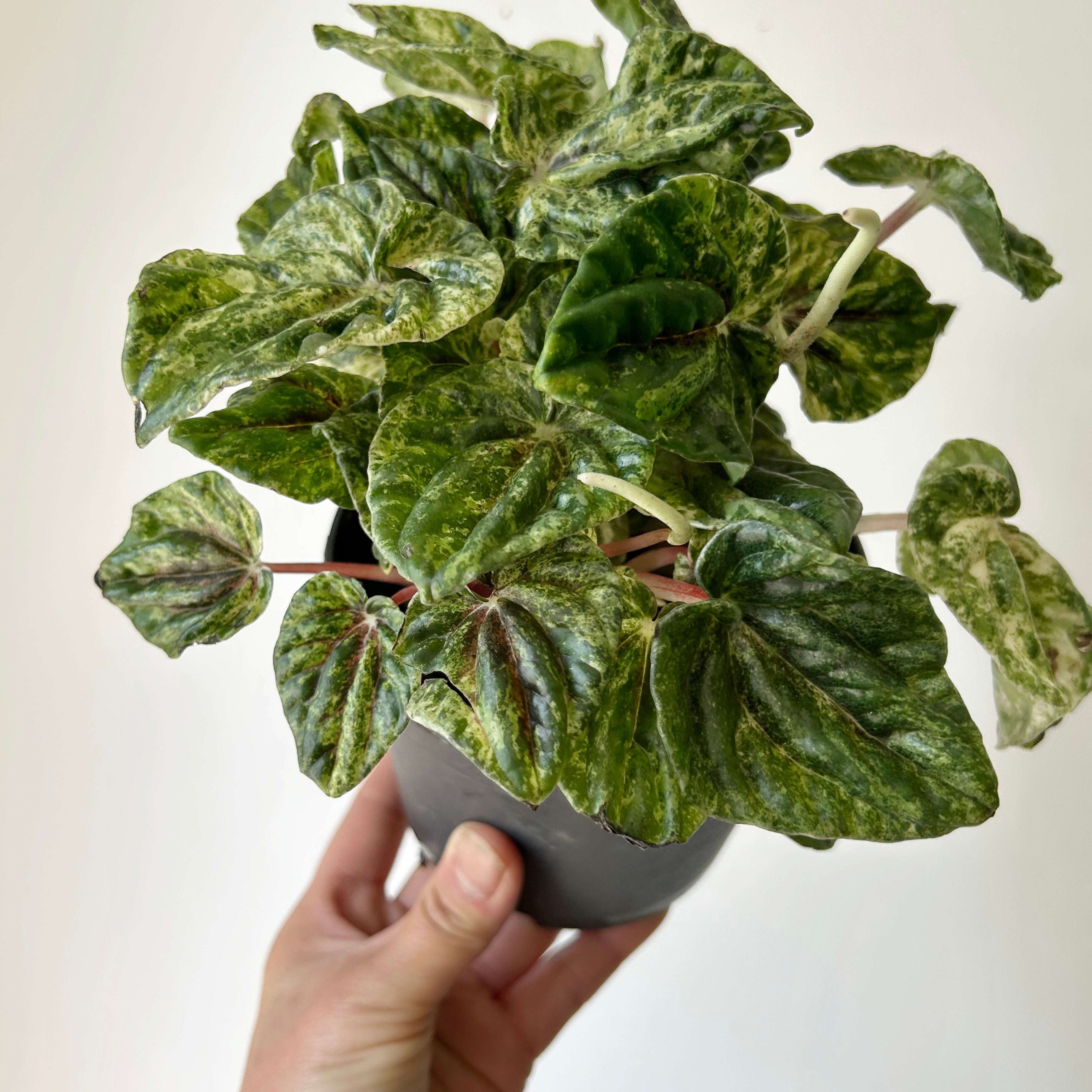 Variegated Peperomia Caperata “Buenos Aires” 5”pot