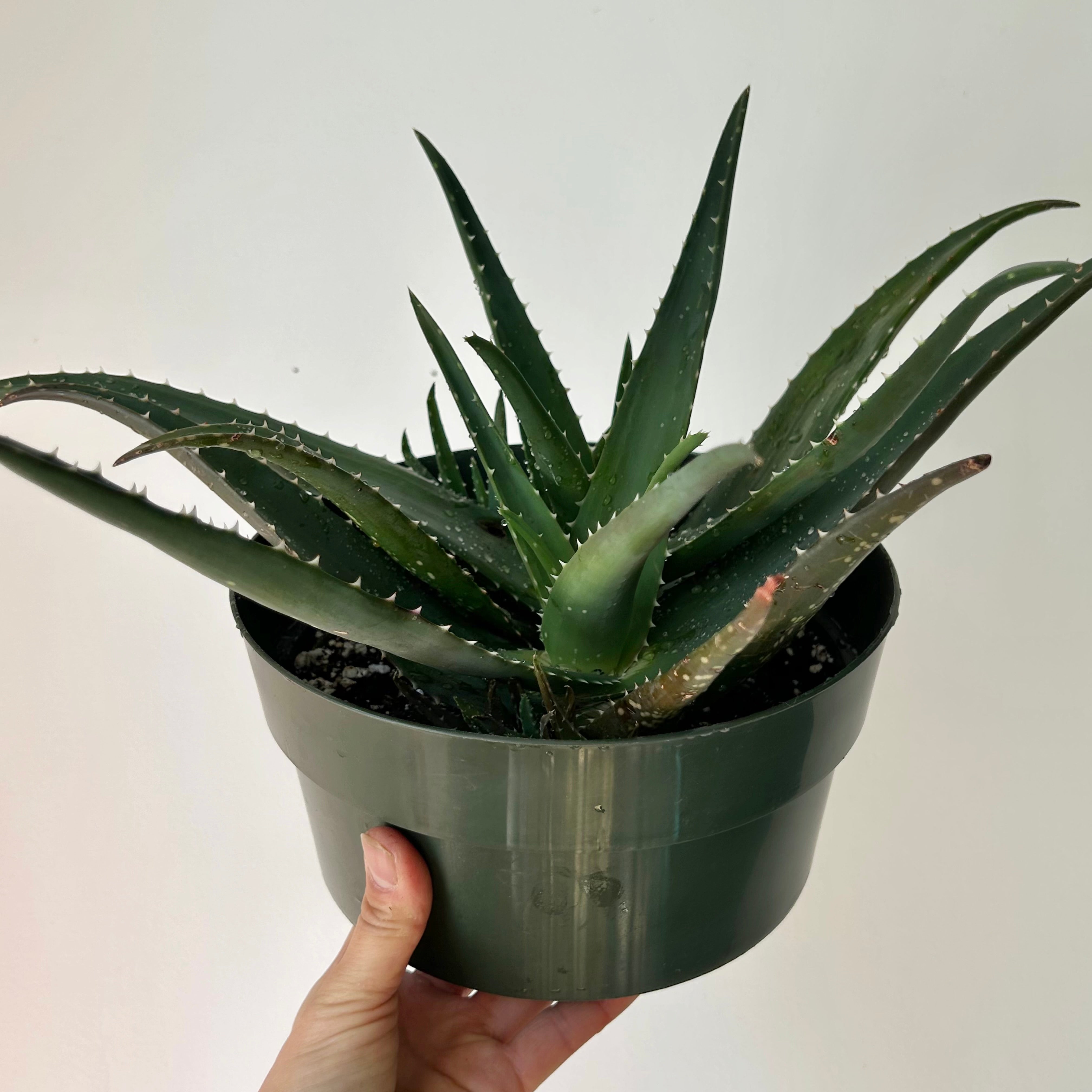 Aloe medivera 8”pot